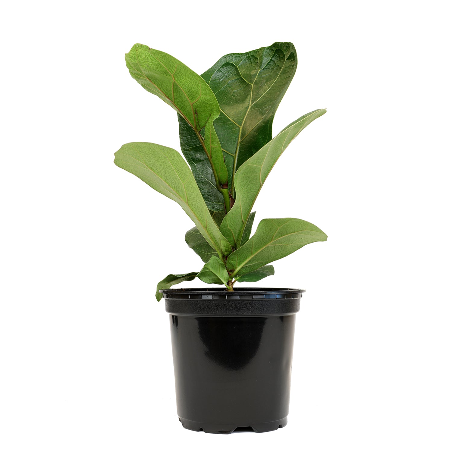 Fiddle Leaf Fig: Popular Plant with Large Rounded Leaves - Ficus Tree Plants - (4.25" Pot) – Ficus Lyrata – House Plants - Indoor Tree for Home or Office