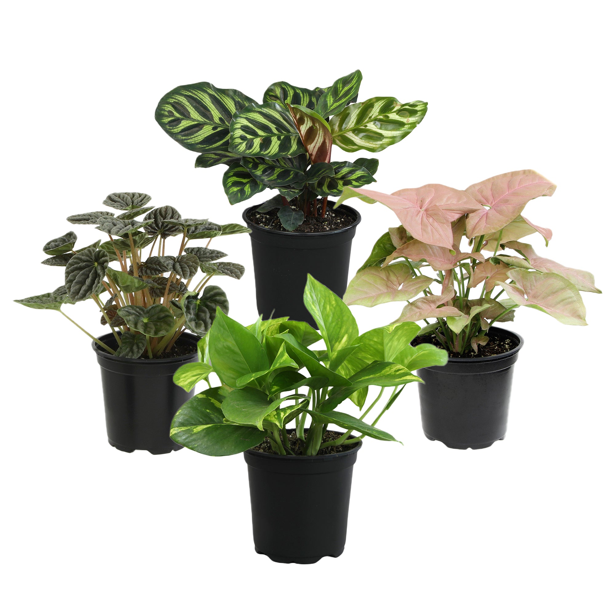 Essential Houseplant 4-pack: Popular Air Purifying Live Plants - (4.25” Pots) - Marble Queen Pothos – Peperomia - Calathea - Syngonium - Sansevieria Snake Plants - Neon Pothos - Ferns - Easy Care Plants for Beginners - No Duplicates