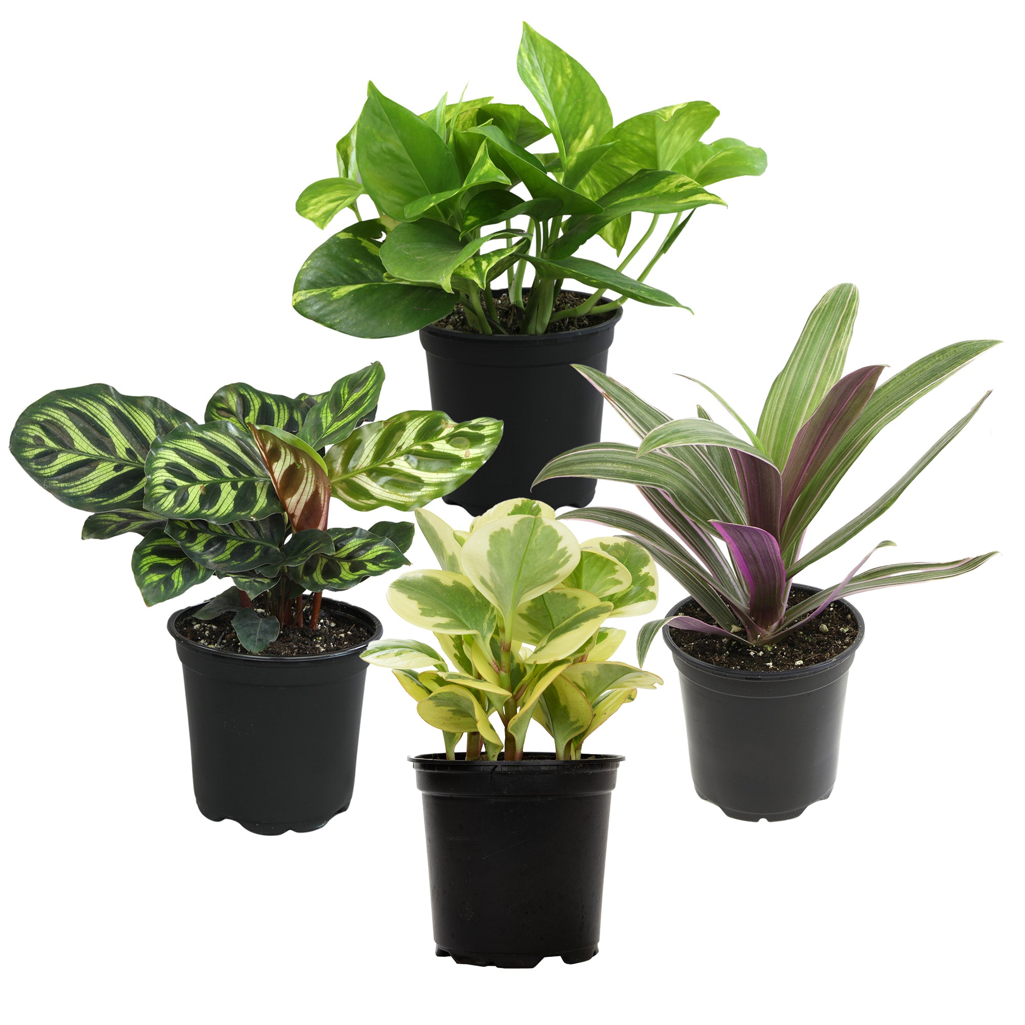 Essential Houseplant 4-pack: Popular Air Purifying Live Plants - (4.25” Pots) - Marble Queen Pothos – Peperomia - Calathea - Syngonium - Sansevieria Snake Plants - Neon Pothos - Ferns - Easy Care Plants for Beginners - No Duplicates