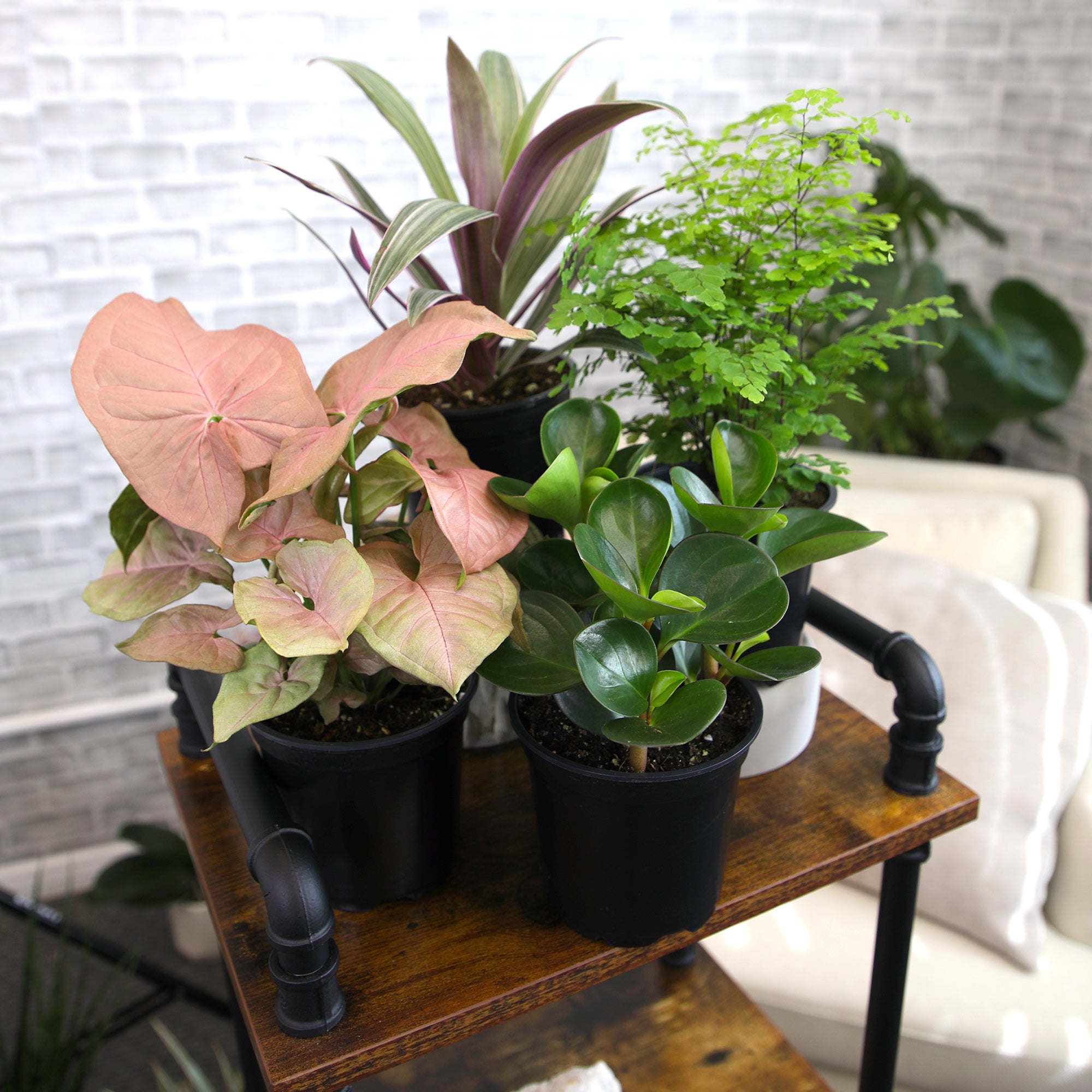 Essential Houseplant 4-pack: Popular Air Purifying Live Plants - (4.25” Pots) - Marble Queen Pothos – Peperomia - Calathea - Syngonium - Sansevieria Snake Plants - Neon Pothos - Ferns - Easy Care Plants for Beginners - No Duplicates