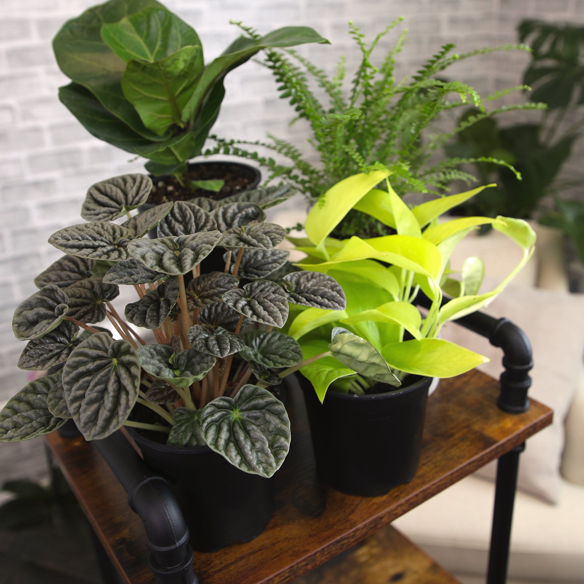 Essential Houseplant 4-pack: Popular Air Purifying Live Plants - (4.25” Pots) - Marble Queen Pothos – Peperomia - Calathea - Syngonium - Sansevieria Snake Plants - Neon Pothos - Ferns - Easy Care Plants for Beginners - No Duplicates