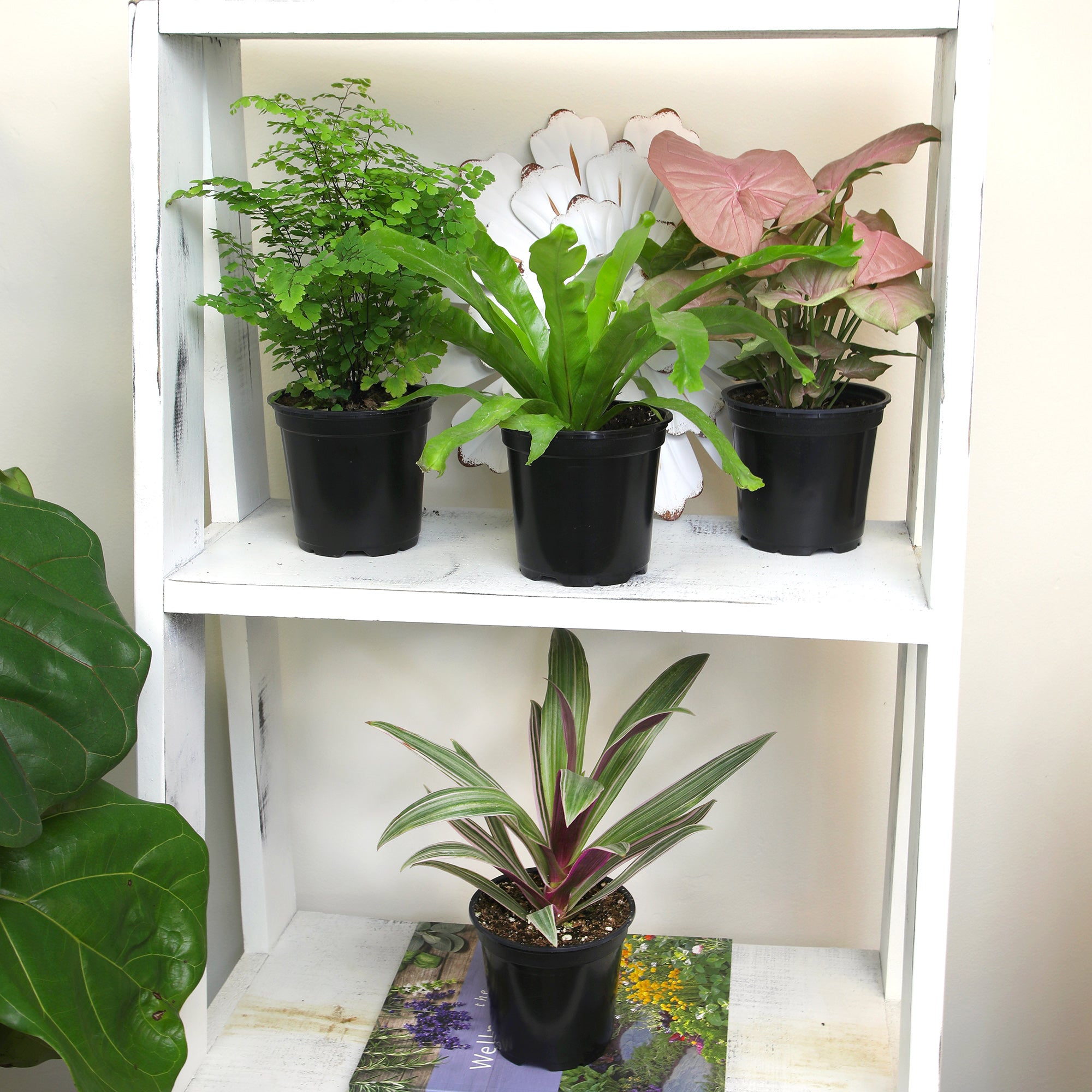 Essential Houseplant 4-pack: Popular Air Purifying Live Plants - (4.25” Pots) - Marble Queen Pothos – Peperomia - Calathea - Syngonium - Sansevieria Snake Plants - Neon Pothos - Ferns - Easy Care Plants for Beginners - No Duplicates
