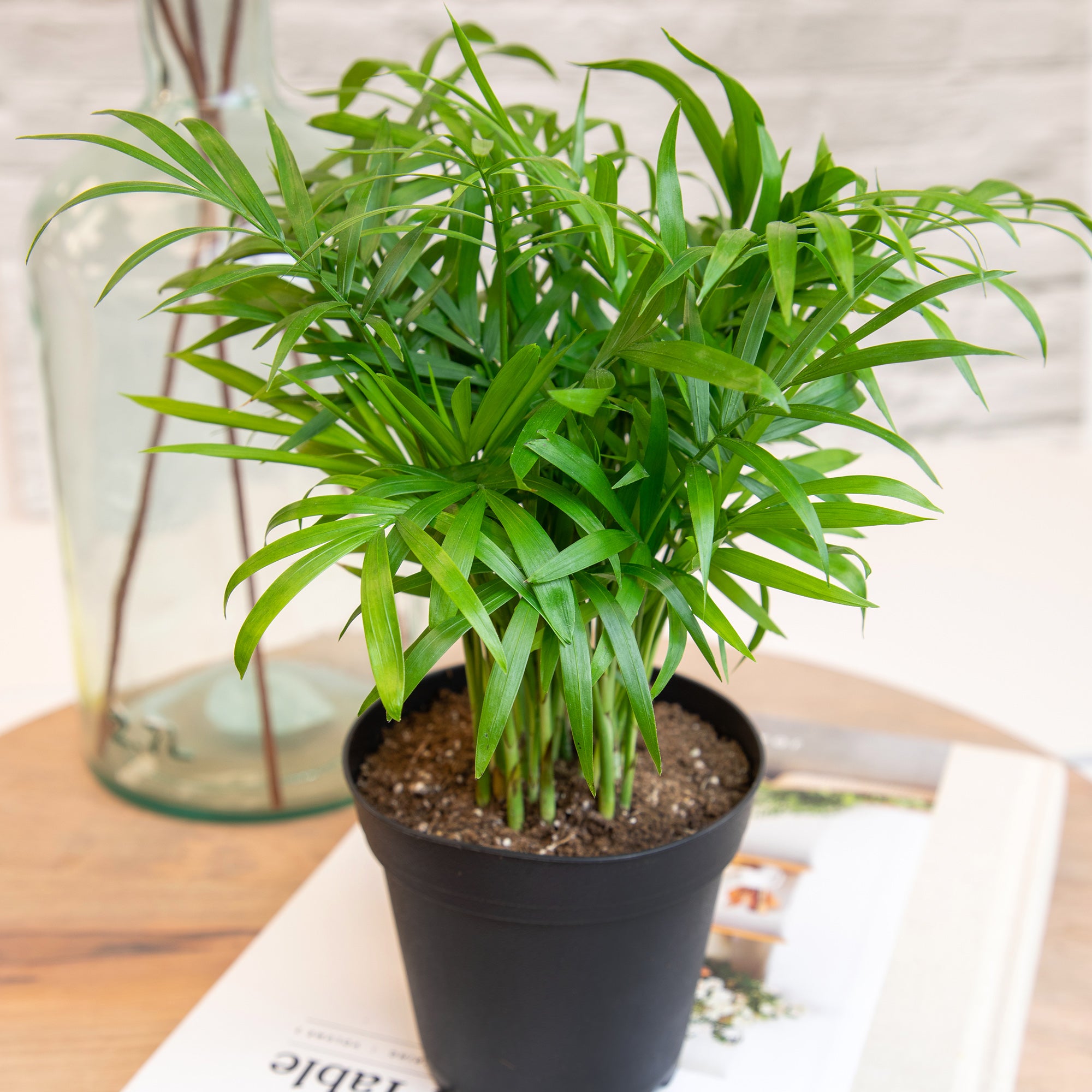 Essential Houseplant 4-pack: Popular Air Purifying Live Plants - (4.25” Pots) - Marble Queen Pothos – Peperomia - Calathea - Syngonium - Sansevieria Snake Plants - Neon Pothos - Ferns - Easy Care Plants for Beginners - No Duplicates