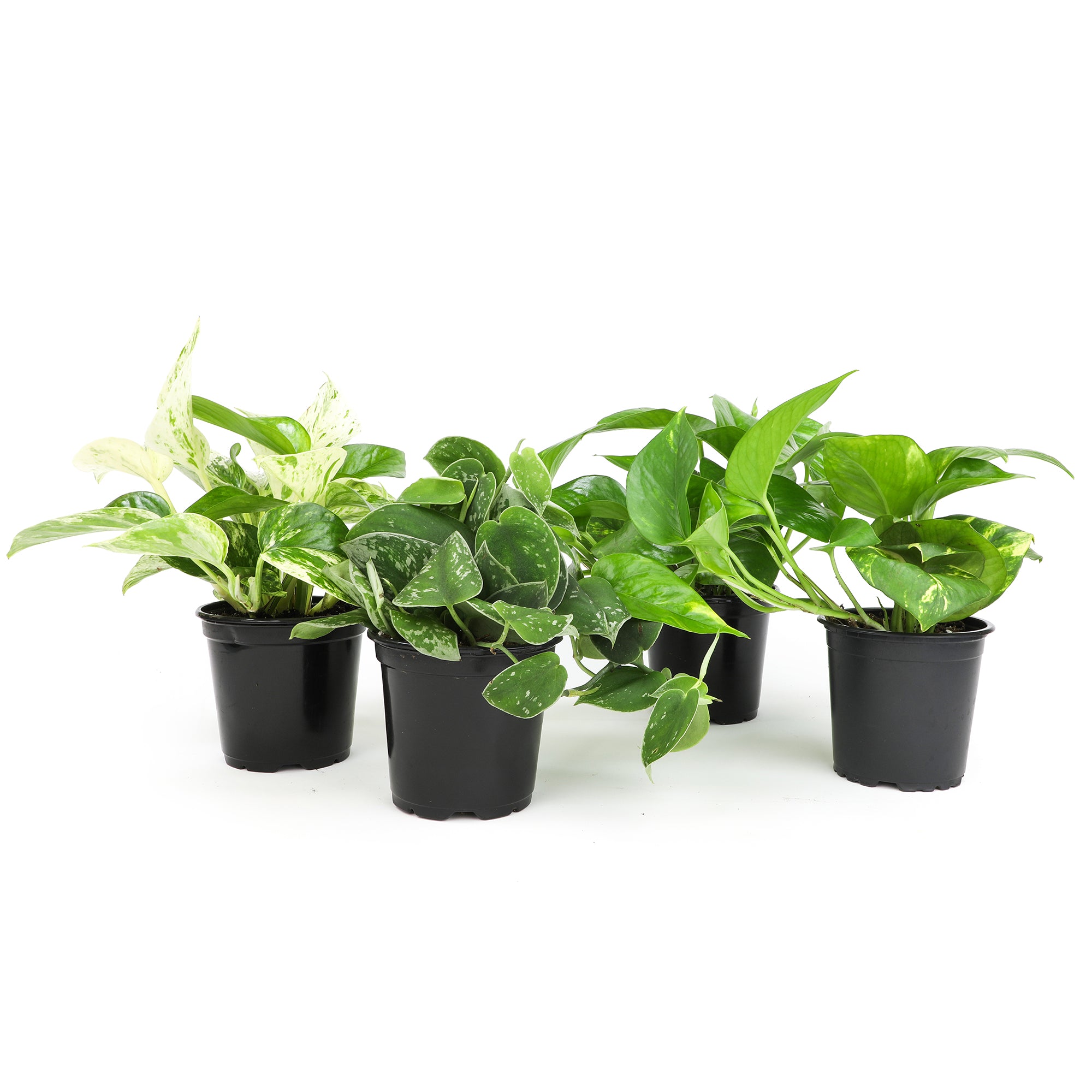 Popular Pothos Plants 4-pack: Easy Hanging Vines & Variegated Plants - (4.25” Pots) - Golden Pothos - Marble Queen Pothos - Neon Pothos - Satin Pothos