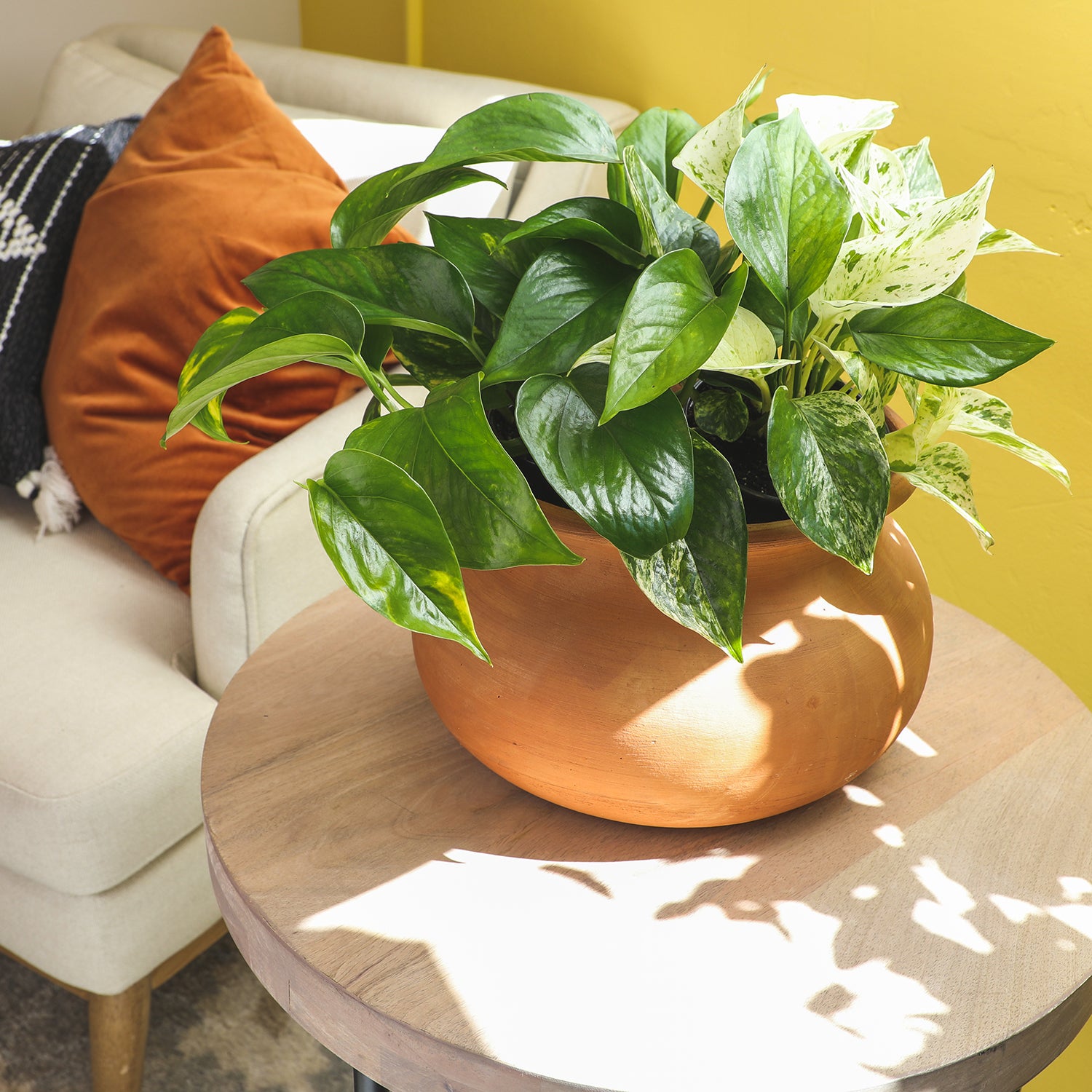 Popular Pothos Plants 4-pack: Easy Hanging Vines & Variegated Plants - (4.25” Pots) - Golden Pothos - Marble Queen Pothos - Neon Pothos - Satin Pothos