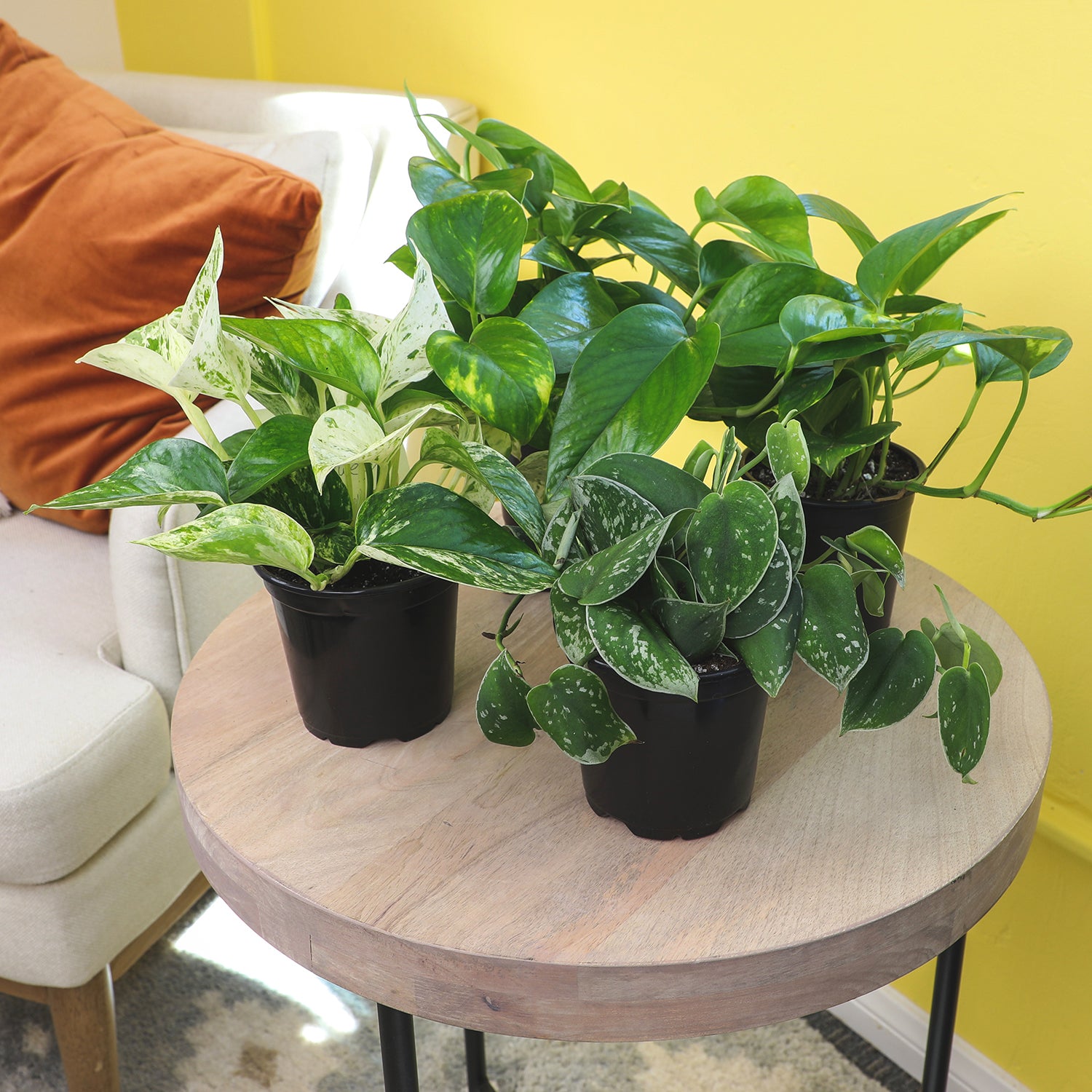 Popular Pothos Plants 4-pack: Easy Hanging Vines & Variegated Plants - (4.25” Pots) - Golden Pothos - Marble Queen Pothos - Neon Pothos - Satin Pothos