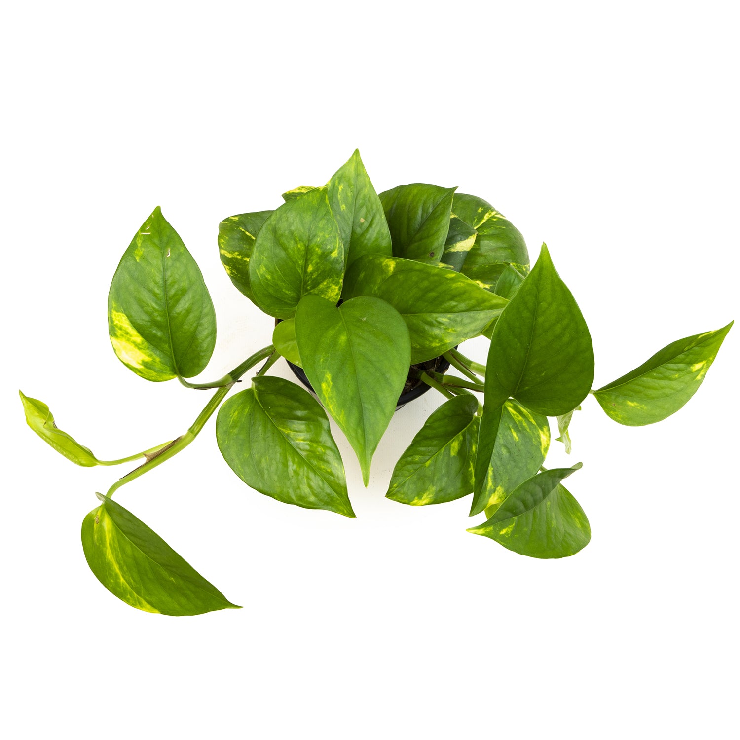 Popular Pothos Plants 4-pack: Easy Hanging Vines & Variegated Plants - (4.25” Pots) - Golden Pothos - Marble Queen Pothos - Neon Pothos - Satin Pothos