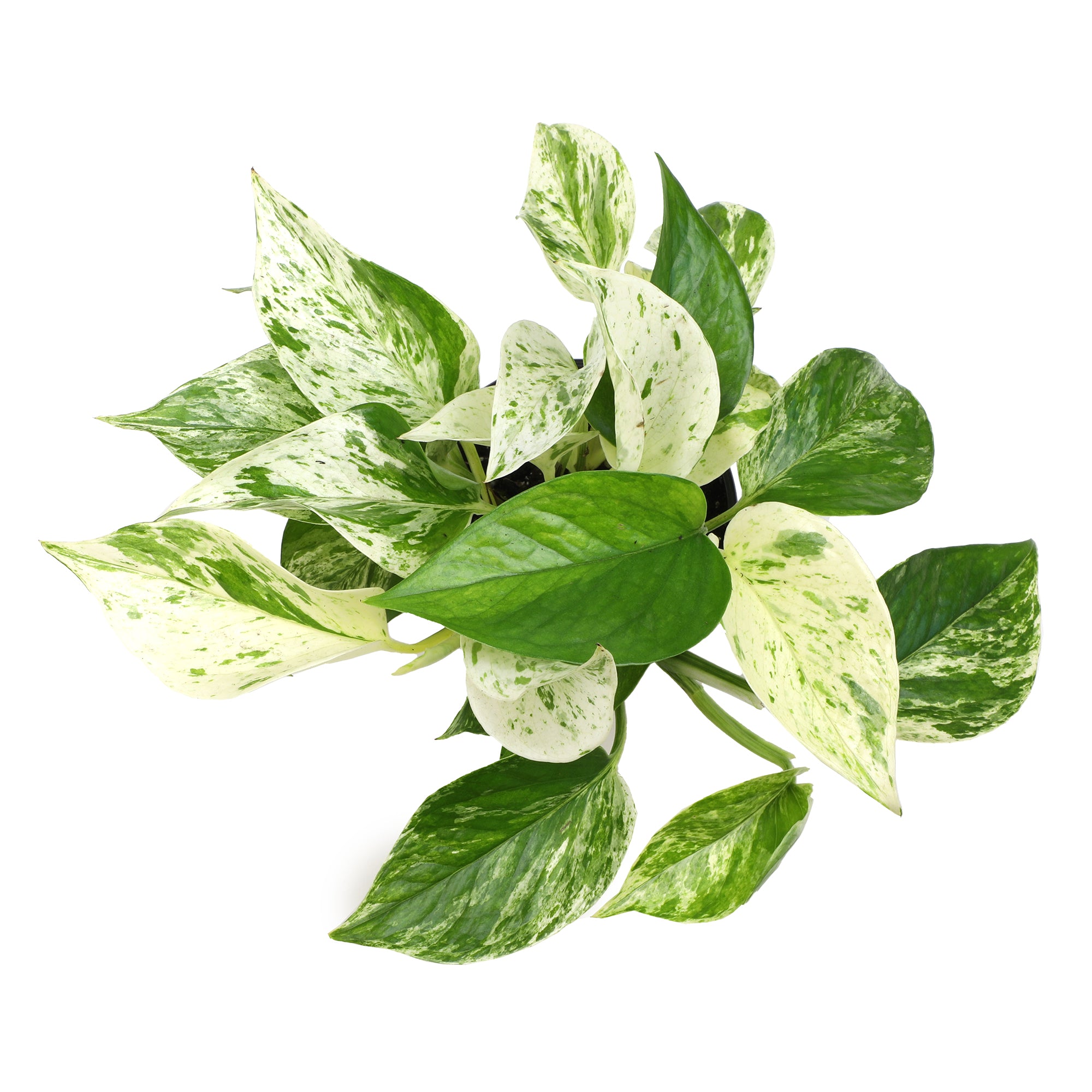 Popular Pothos Plants 4-pack: Easy Hanging Vines & Variegated Plants - (4.25” Pots) - Golden Pothos - Marble Queen Pothos - Neon Pothos - Satin Pothos