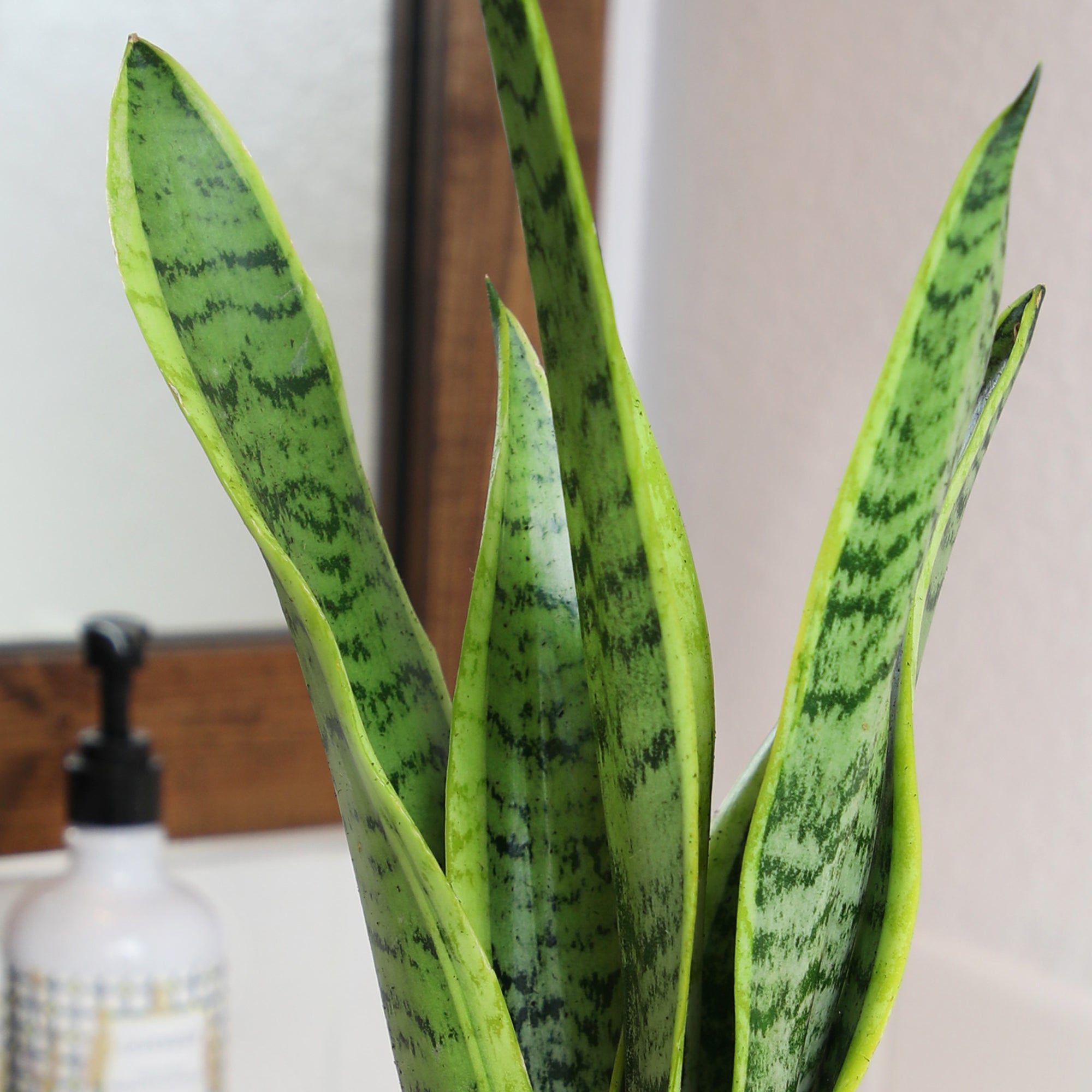 Laurentii Snake Plant: Easy Variegated Live Houseplant - (4.25” Pot) – Popular Snake Plants – Low Maintenance House Plant and Succulent for Home & Office - Great for Home or Office - Yellow & Green Plant