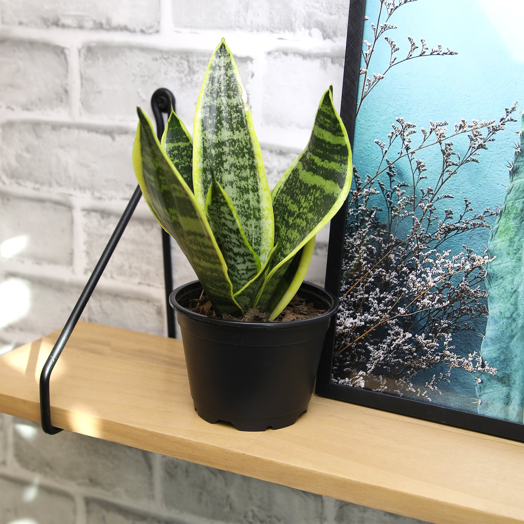 Essential Houseplant 4-pack: Popular Air Purifying Live Plants - (4.25” Pots) - Marble Queen Pothos – Peperomia - Calathea - Syngonium - Sansevieria Snake Plants - Neon Pothos - Ferns - Easy Care Plants for Beginners - No Duplicates