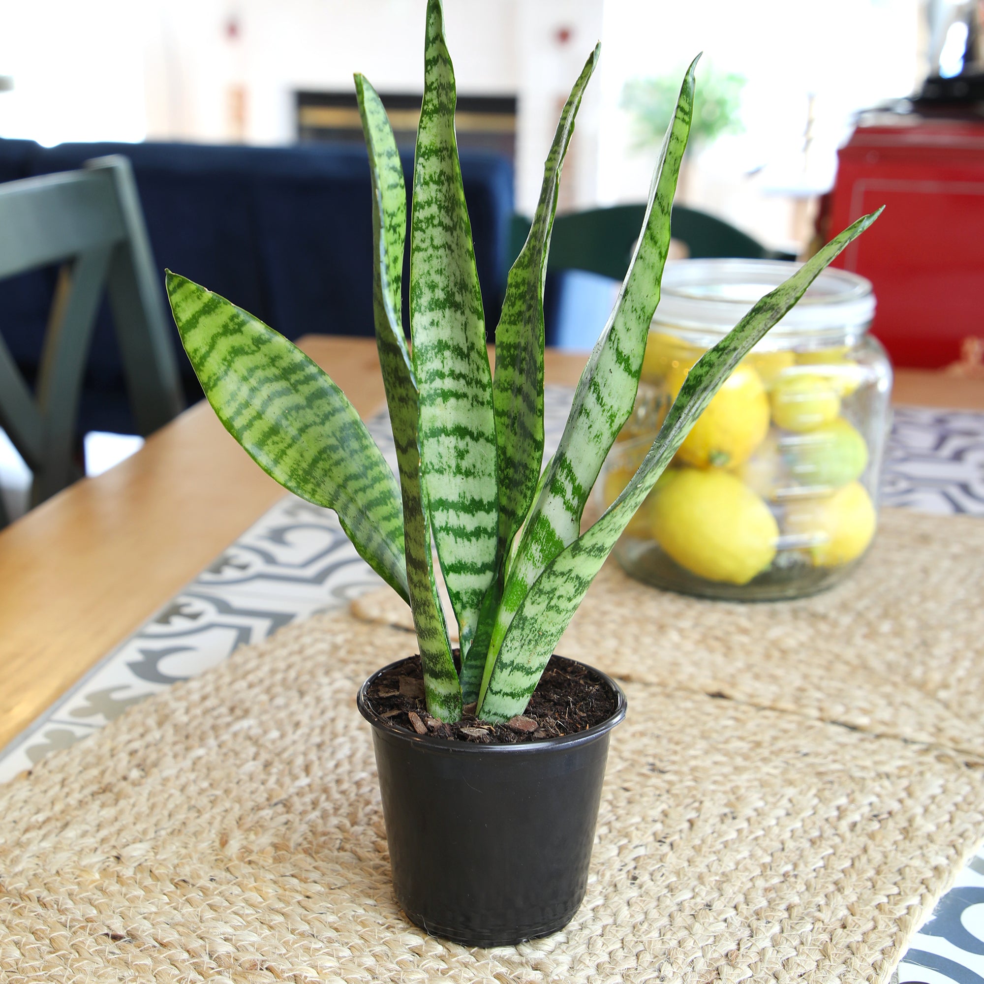 Zeylanica Snake Plant: Easy Variegated Live Houseplant - (4.25” Pot) – Popular Snake Plants – Low Maintenance House Plant for Home & Office - Great for Home or Office