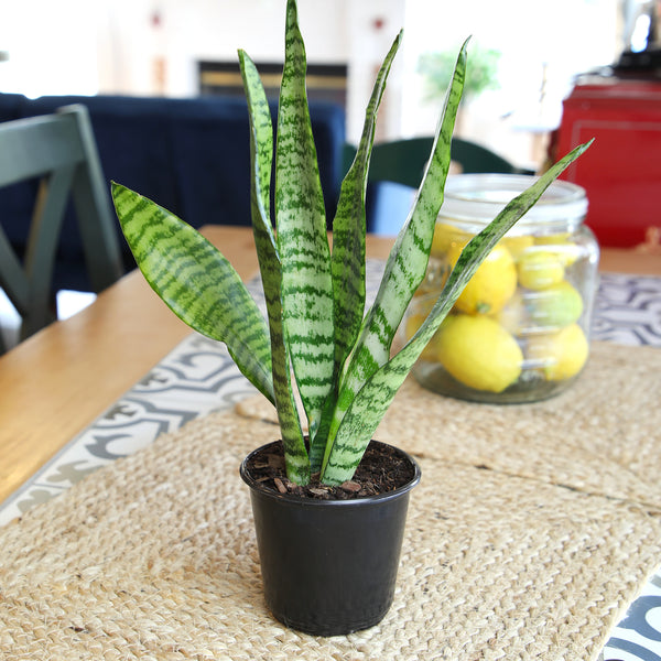 サンスベリア Sansevieria Zebra sansevieria hahnii zebra – Succulentasia