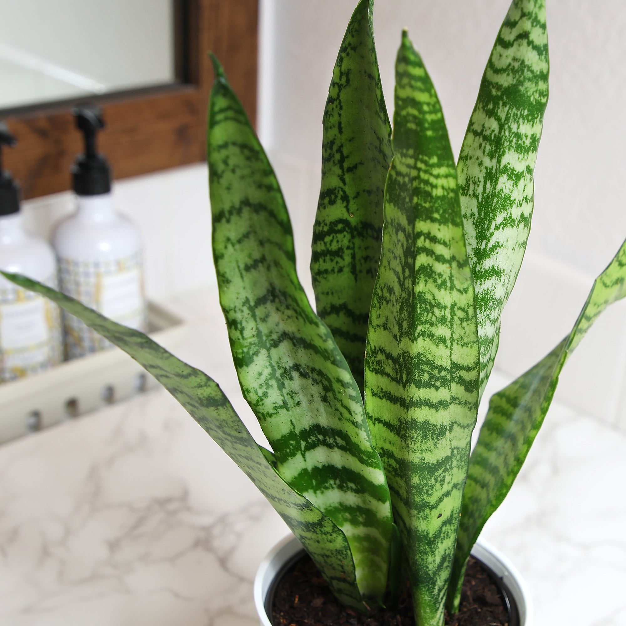 Zeylanica Snake Plant: Easy Variegated Live Houseplant - (4.25” Pot) – Popular Snake Plants – Low Maintenance House Plant for Home & Office - Great for Home or Office