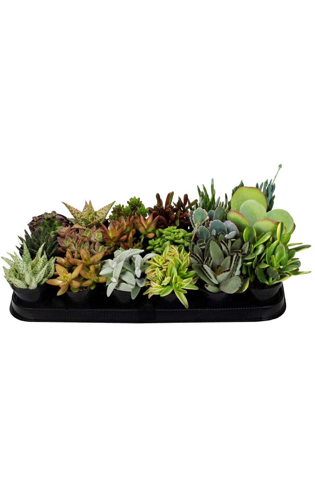 18 pack of 3.5" Assorted Succulents