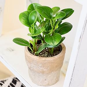 Essential Houseplant 4-pack: Popular Air Purifying Live Plants - (4.25” Pots) - Marble Queen Pothos – Peperomia - Calathea - Syngonium - Sansevieria Snake Plants - Neon Pothos - Ferns - Easy Care Plants for Beginners - No Duplicates