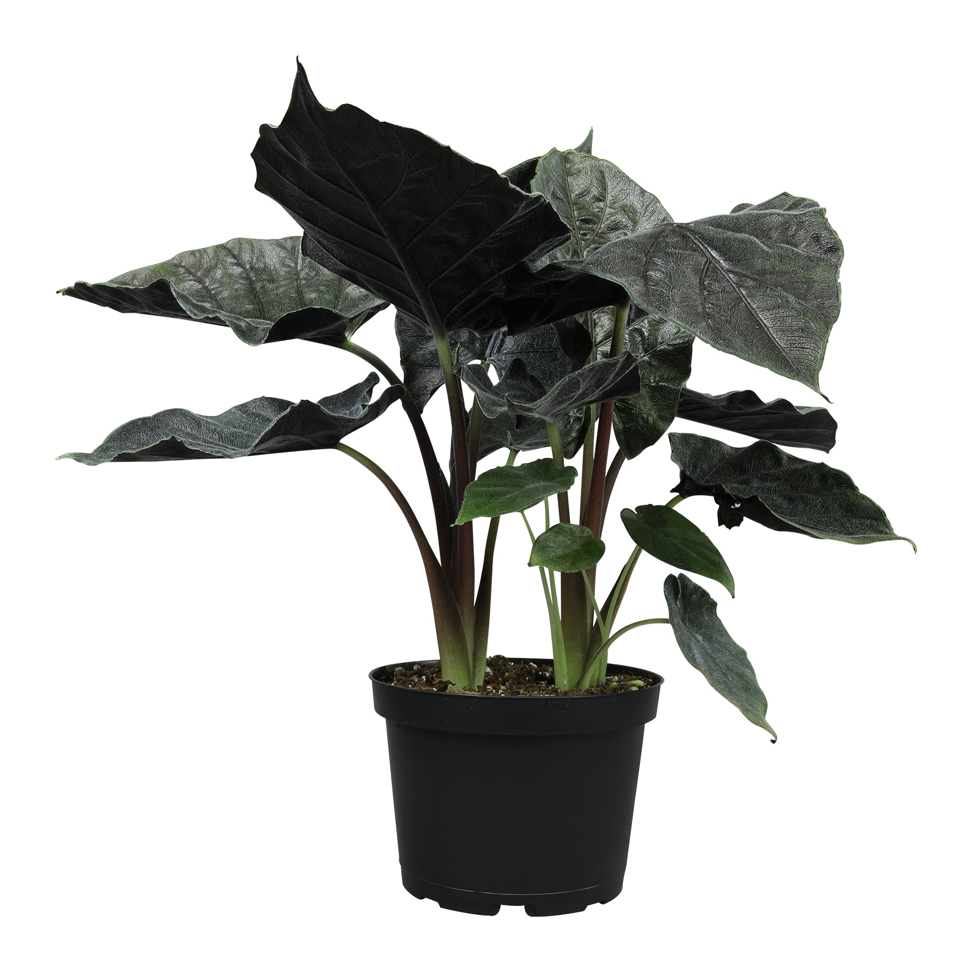 Alocasia 'Antoro Velvet': Rare Alocasias for Plant Lovers - (6” Pot) – Easy Plant Care – Low Maintenance House Plant for Home & Office - Unique Plant Lover Gift