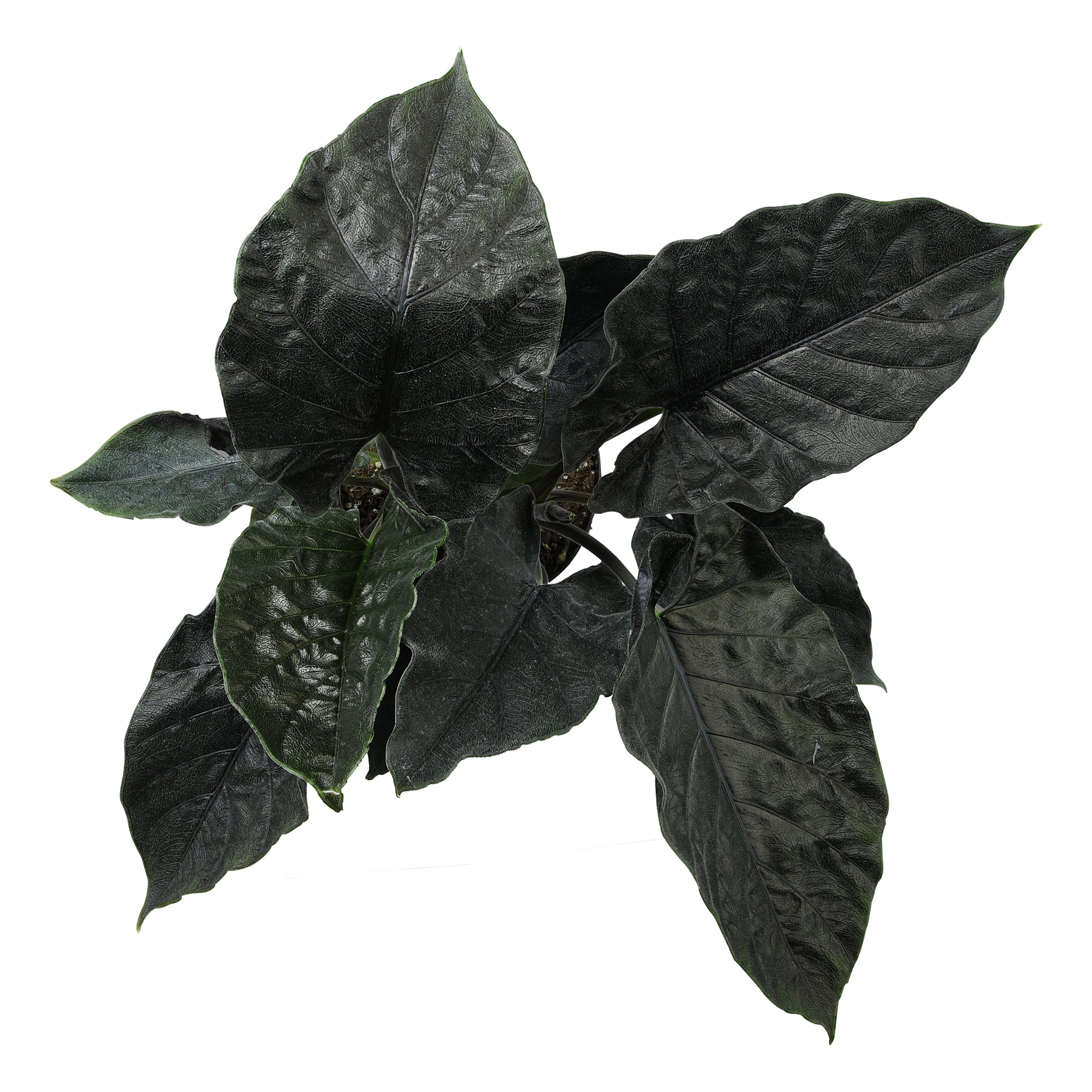Alocasia 'Antoro Velvet': Rare Alocasias for Plant Lovers - (6” Pot) – Easy Plant Care – Low Maintenance House Plant for Home & Office - Unique Plant Lover Gift