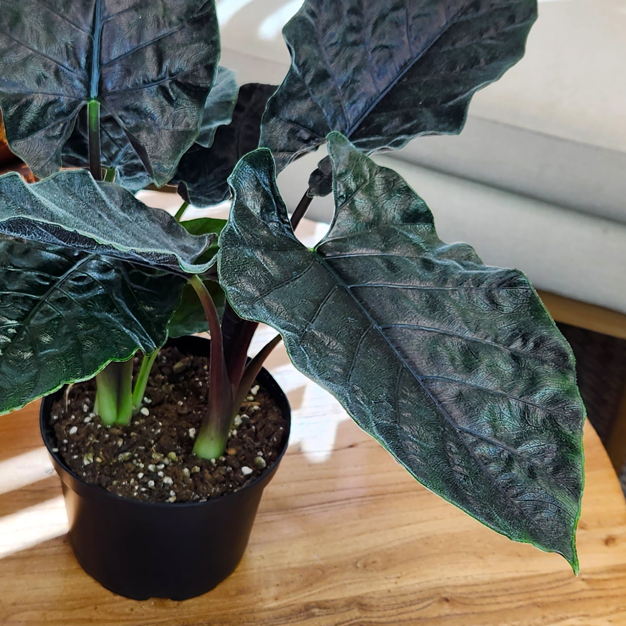 Alocasia 'Antoro Velvet': Rare Alocasias for Plant Lovers - (6” Pot) – Easy Plant Care – Low Maintenance House Plant for Home & Office - Unique Plant Lover Gift