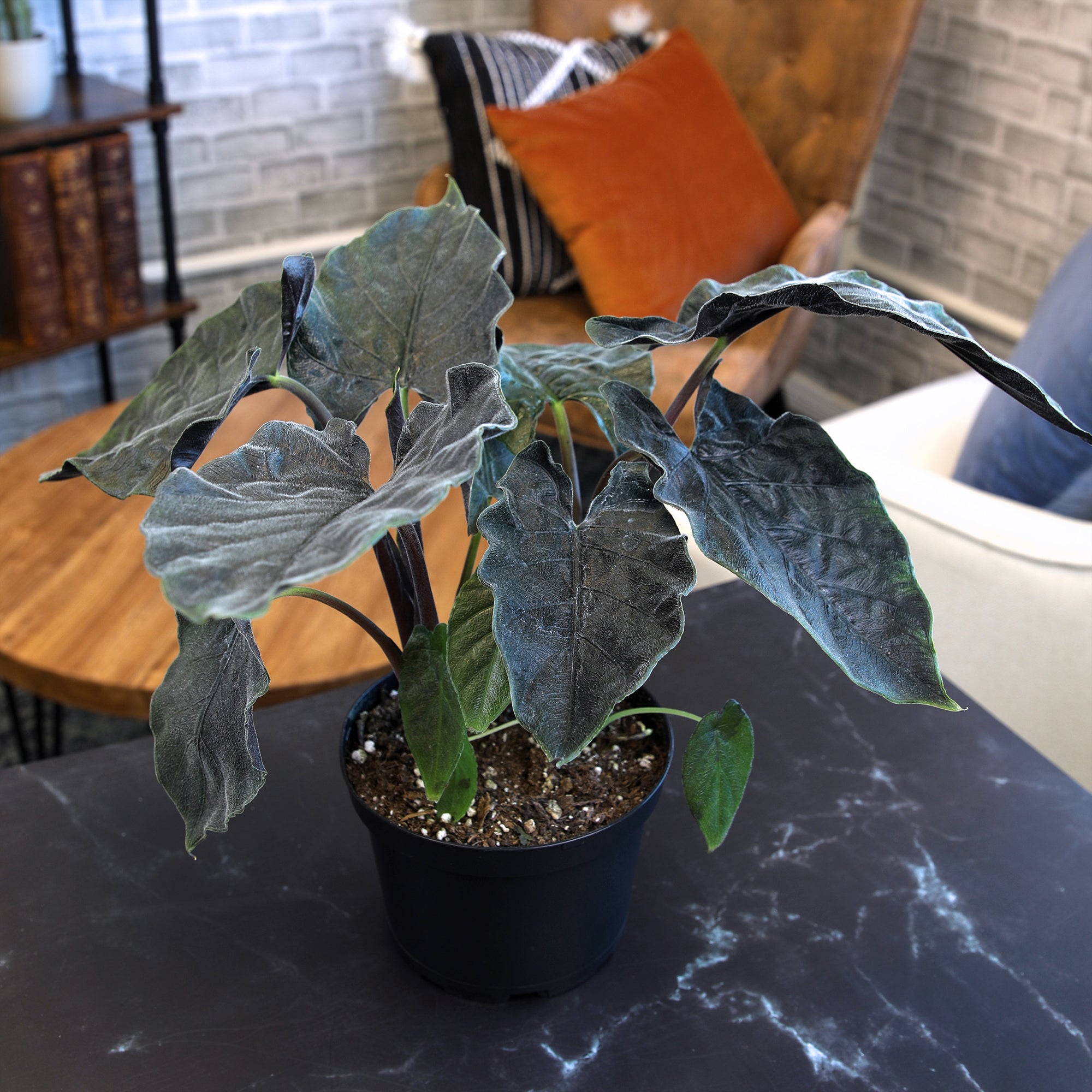 Alocasia 'Antoro Velvet': Rare Alocasias for Plant Lovers - (6” Pot) – Easy Plant Care – Low Maintenance House Plant for Home & Office - Unique Plant Lover Gift