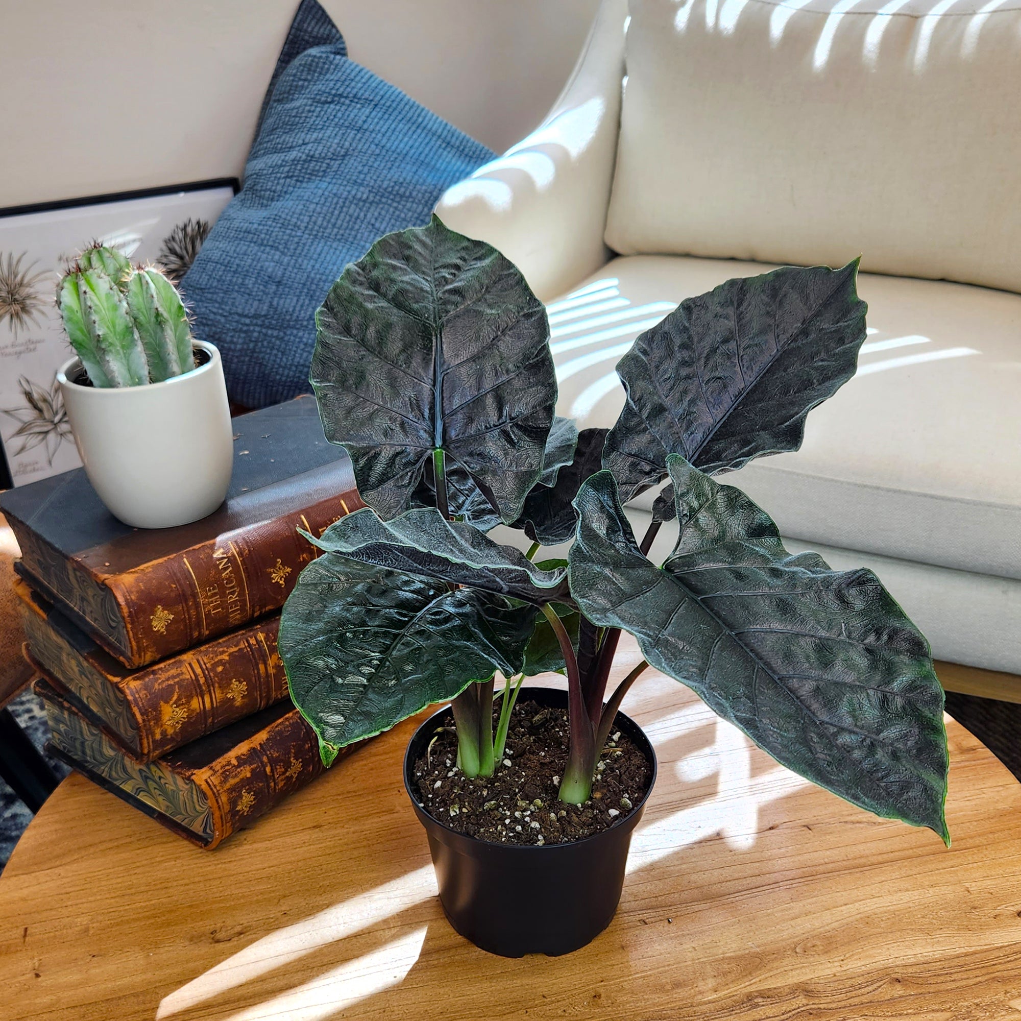 Alocasia 'Antoro Velvet': Rare Alocasias for Plant Lovers - (6” Pot) – Easy Plant Care – Low Maintenance House Plant for Home & Office - Unique Plant Lover Gift