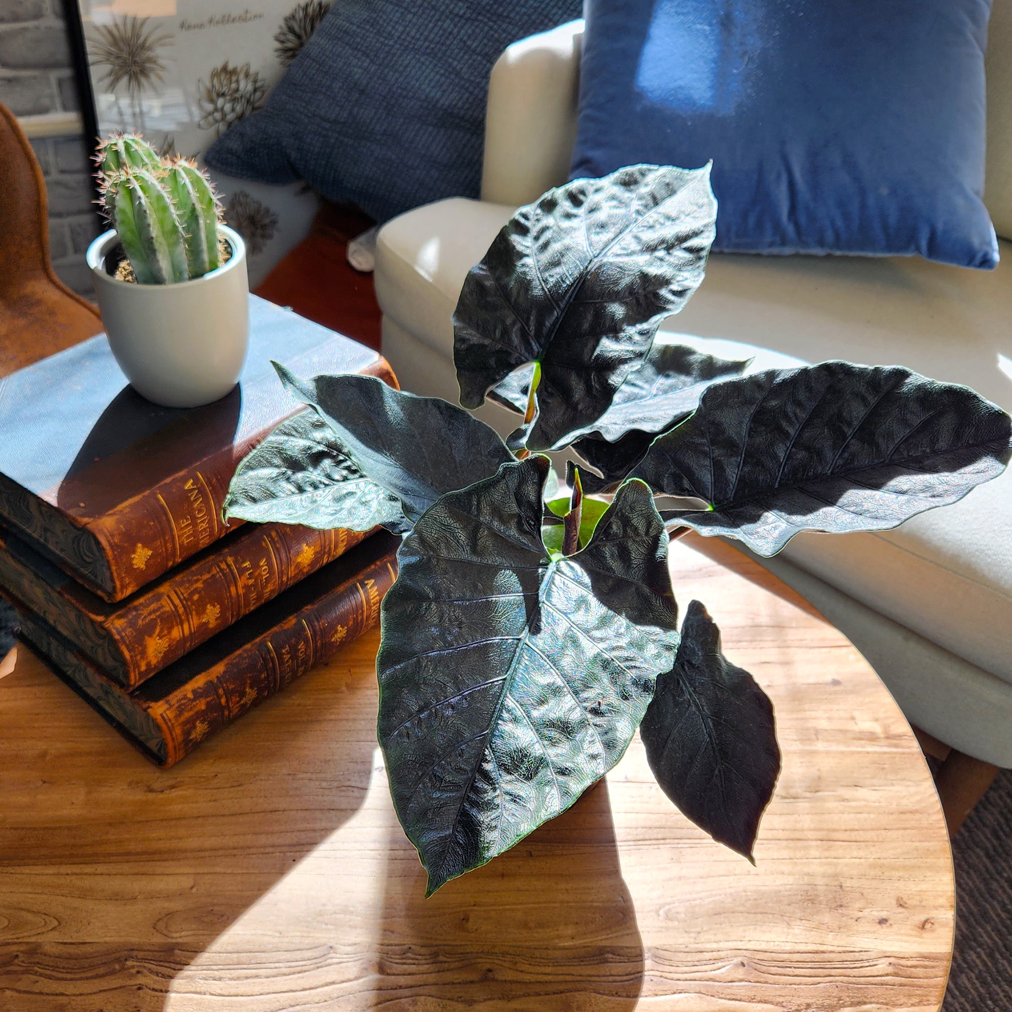 Alocasia 'Antoro Velvet': Rare Alocasias for Plant Lovers - (6” Pot) – Easy Plant Care – Low Maintenance House Plant for Home & Office - Unique Plant Lover Gift