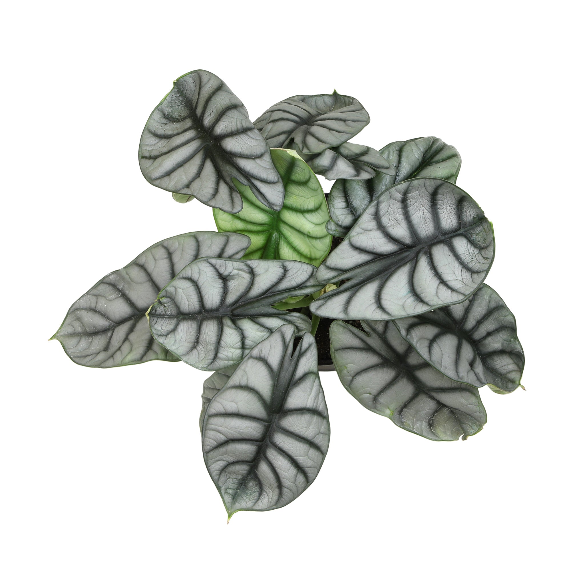 Alocasia Silver Dragon: Rare Alocasias for Plant Lovers - (6” Pot) – Easy Plant Care – Low Maintenance House Plant for Home & Office - Unique Plant Lover Gift