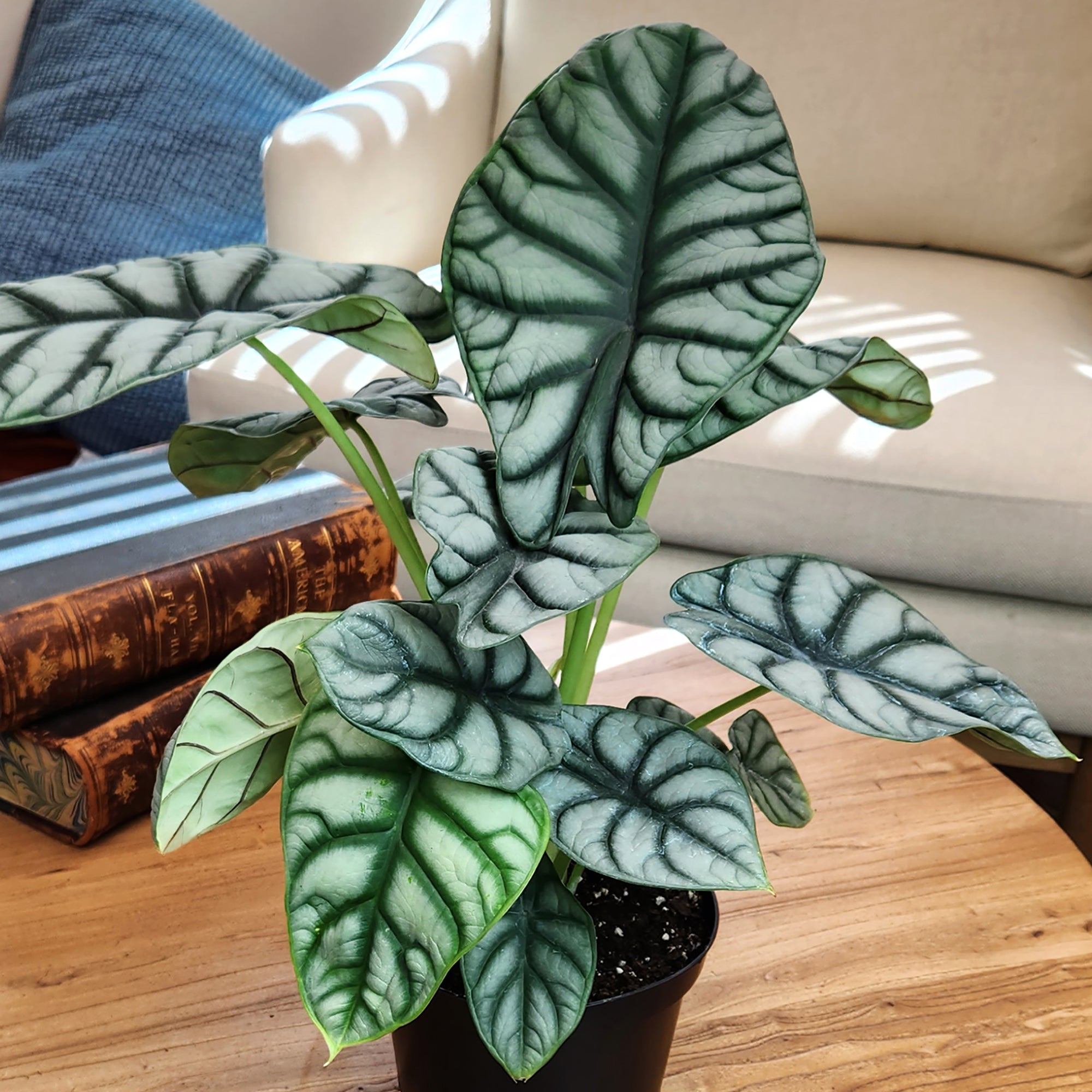 Alocasia Silver Dragon: Rare Alocasias for Plant Lovers - (6” Pot) – Easy Plant Care – Low Maintenance House Plant for Home & Office - Unique Plant Lover Gift