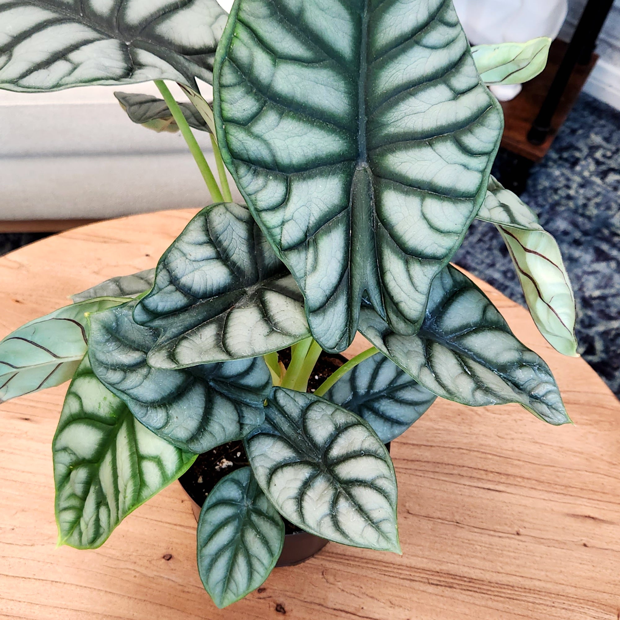 Alocasia Silver Dragon: Rare Alocasias for Plant Lovers - (6” Pot) – Easy Plant Care – Low Maintenance House Plant for Home & Office - Unique Plant Lover Gift