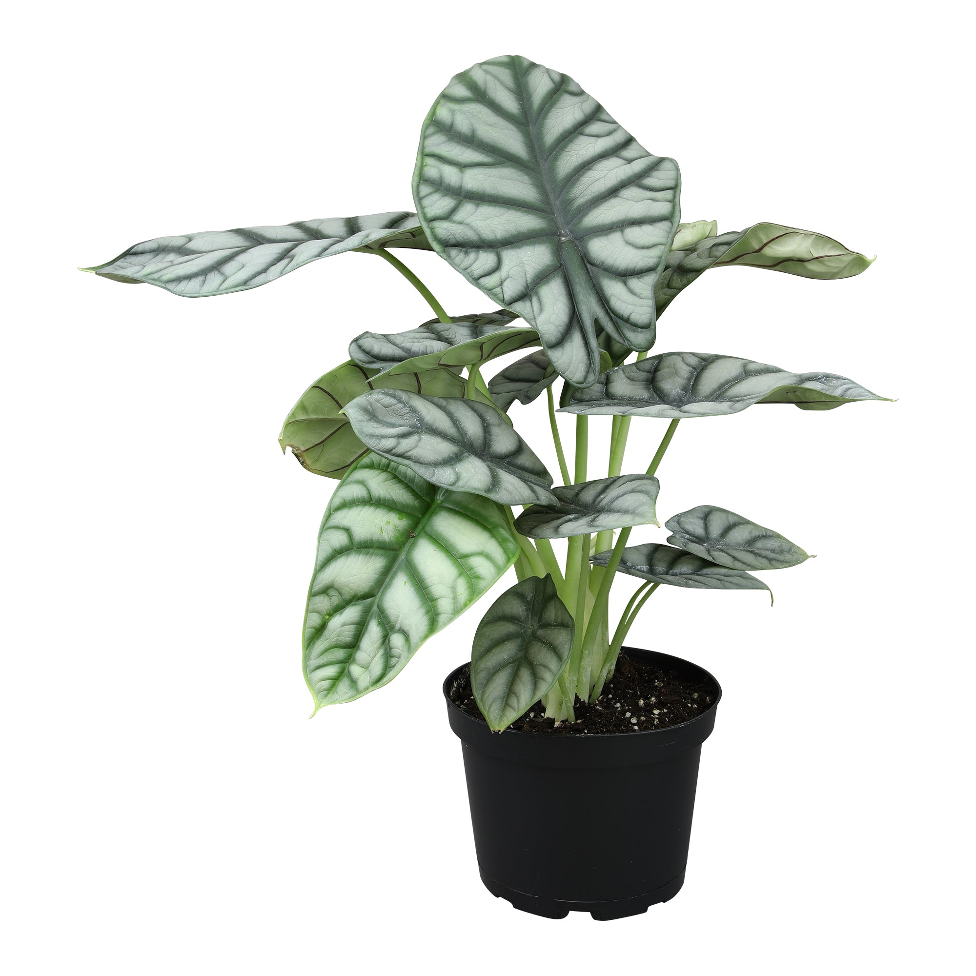Alocasia Silver Dragon: Rare Alocasias for Plant Lovers - (6” Pot) – Easy Plant Care – Low Maintenance House Plant for Home & Office - Unique Plant Lover Gift