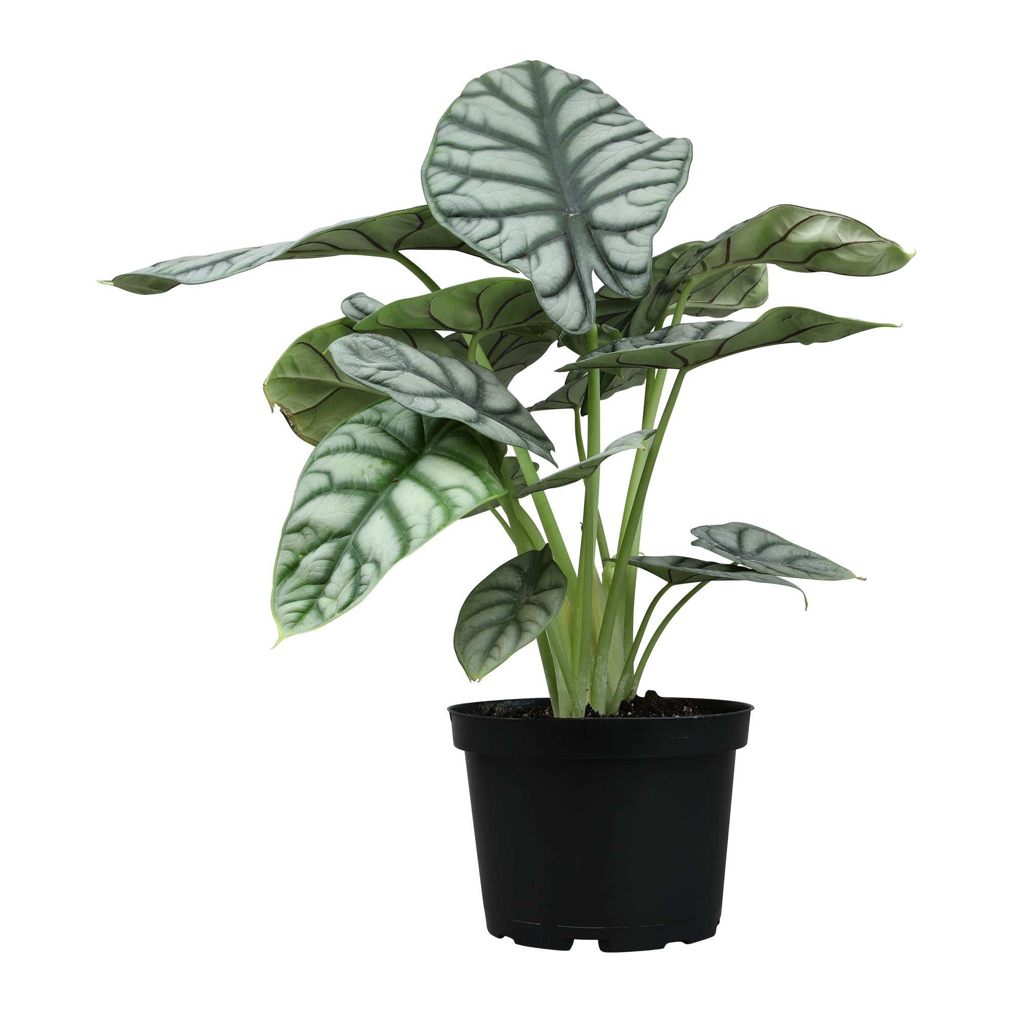 Alocasia Silver Dragon: Rare Alocasias for Plant Lovers - (6” Pot) – Easy Plant Care – Low Maintenance House Plant for Home & Office - Unique Plant Lover Gift