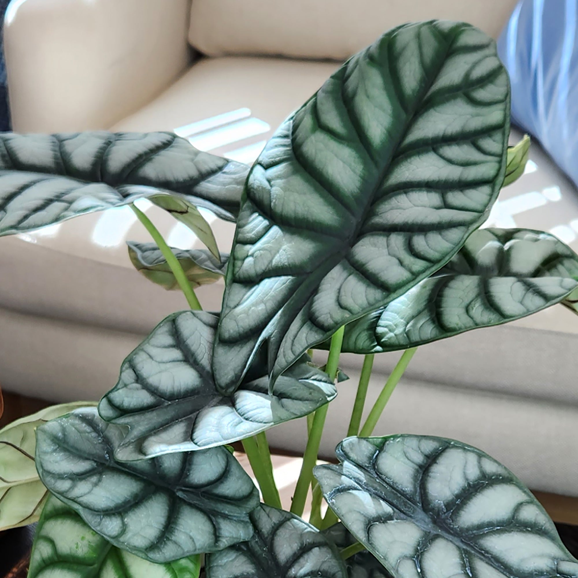 Alocasia Silver Dragon: Rare Alocasias for Plant Lovers - (6” Pot) – Easy Plant Care – Low Maintenance House Plant for Home & Office - Unique Plant Lover Gift