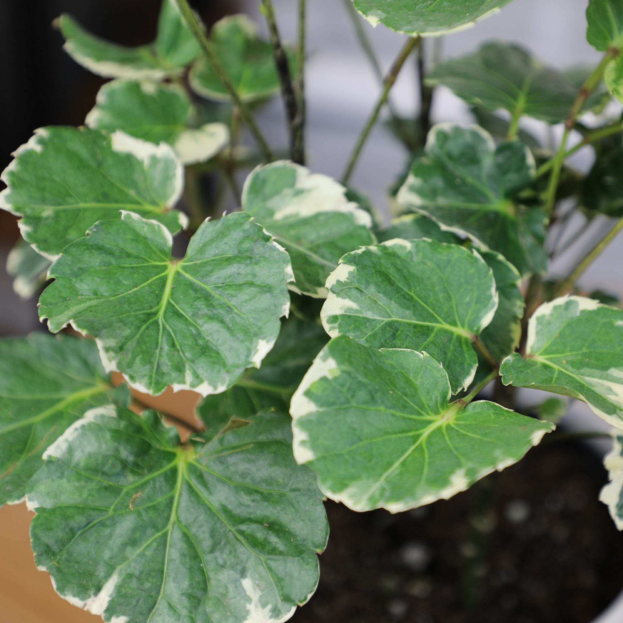 Aralia Balfouriana Houseplant': Rare & Unique Aralias for Plant Lovers - (6” Pot) – Easy Plant Care – Variegated Plants - Low Maintenance House Plant - Variegated Plant for Home & Office
