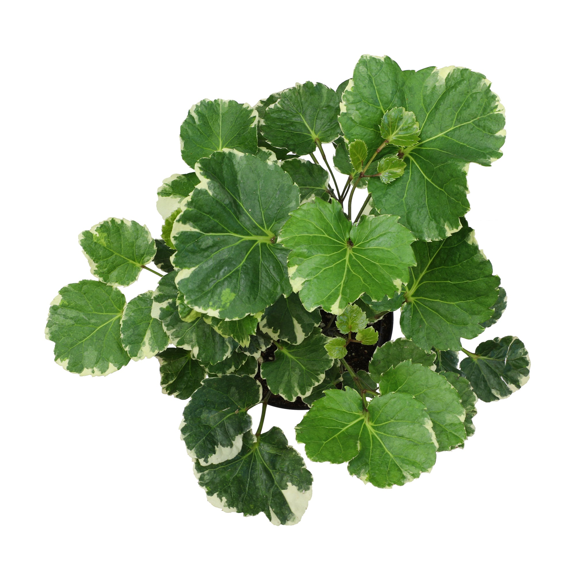 Aralia Balfouriana Houseplant': Rare & Unique Aralias for Plant Lovers - (6” Pot) – Easy Plant Care – Variegated Plants - Low Maintenance House Plant - Variegated Plant for Home & Office