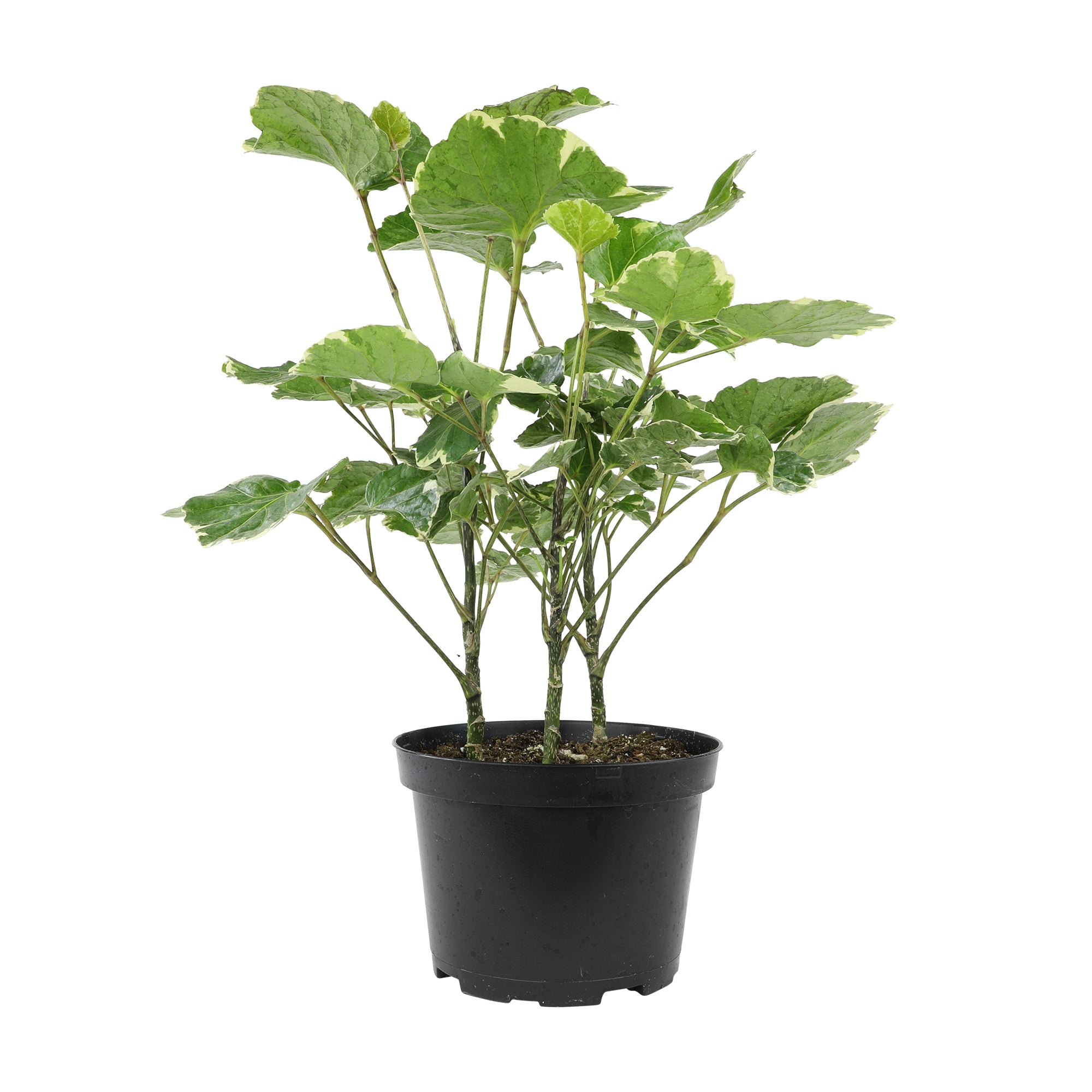 Aralia Balfouriana Houseplant': Rare & Unique Aralias for Plant Lovers - (6” Pot) – Easy Plant Care – Variegated Plants - Low Maintenance House Plant - Variegated Plant for Home & Office