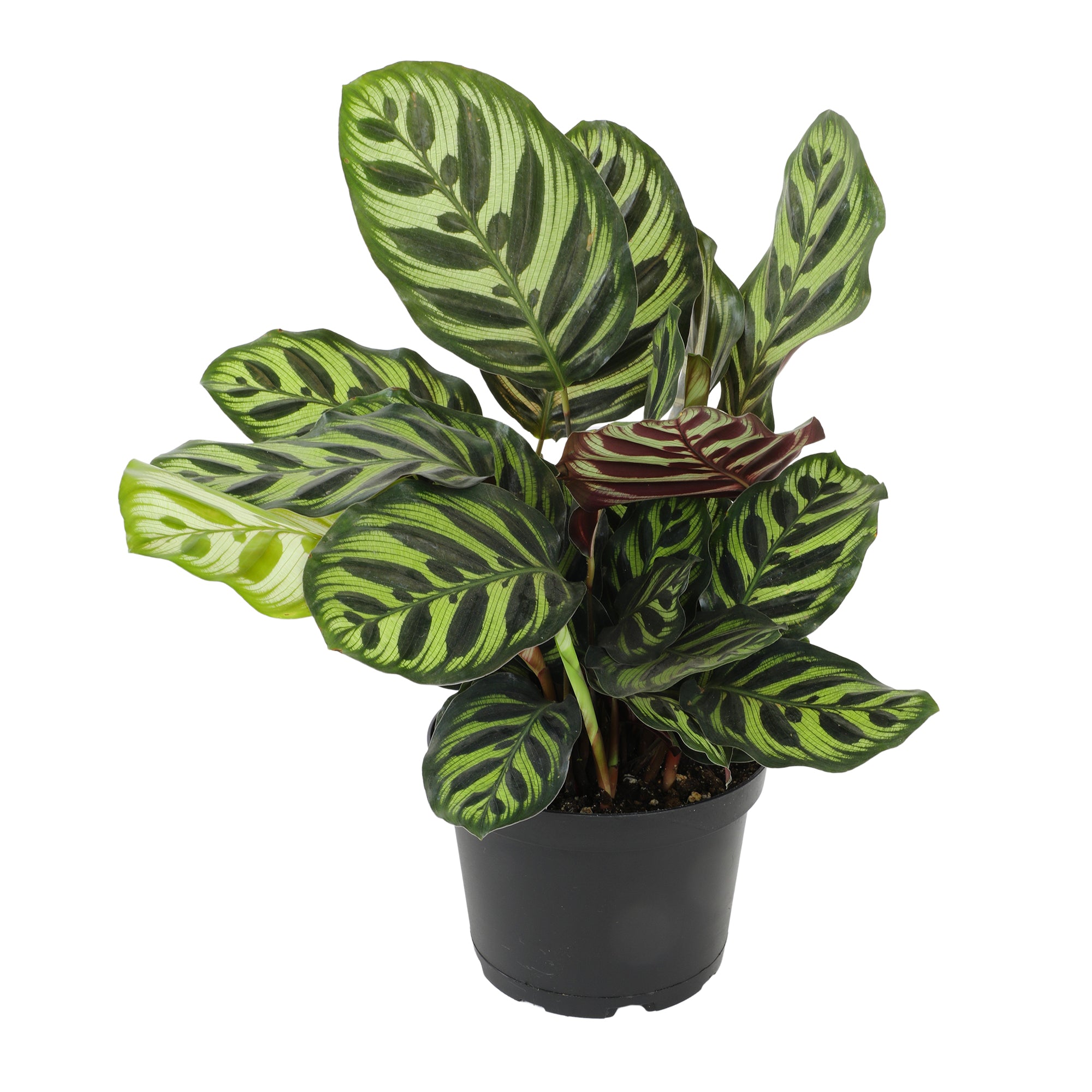 Calathea Peacock Plant : Pet Safe Plants for Plant Lovers - (6” Pot) – Makoyana - Prayer Plant - Non Toxic Plants for Cats & Dogs – Unique Live Indoor Plants