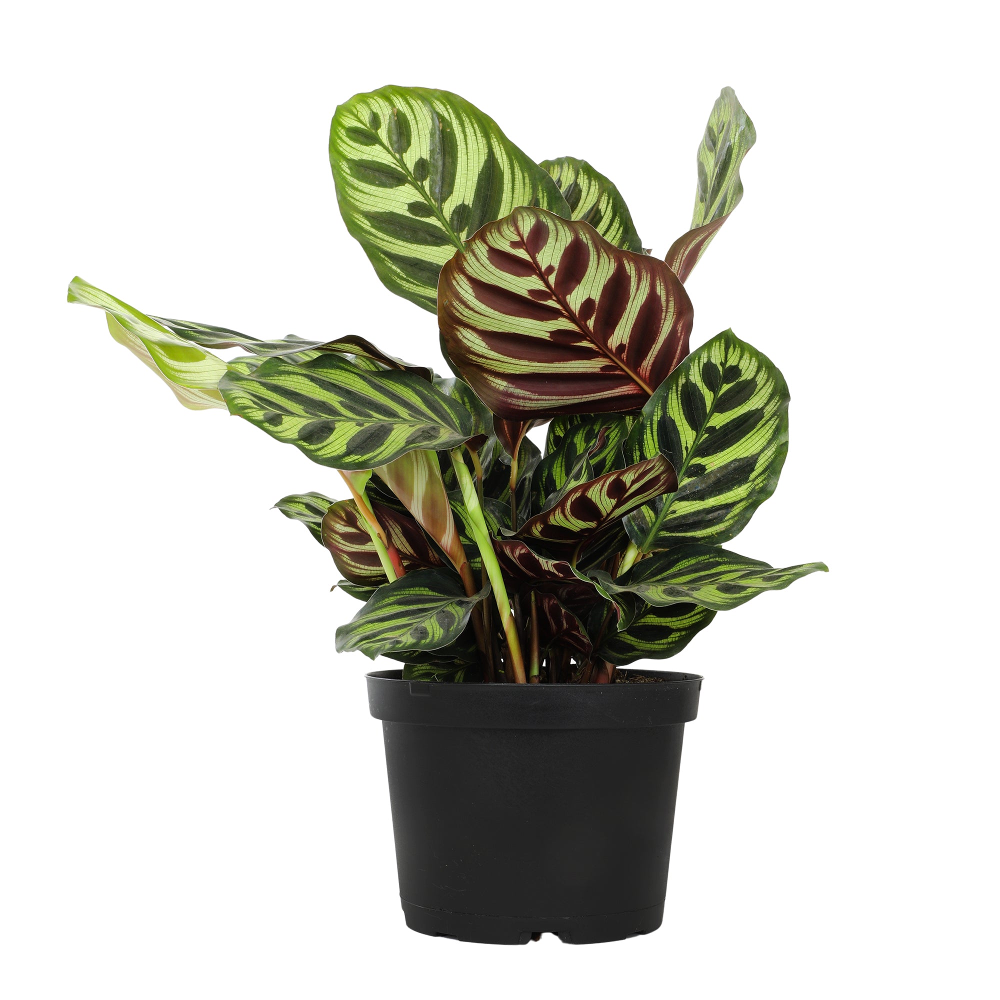 Calathea Peacock Plant : Pet Safe Plants for Plant Lovers - (6” Pot) – Makoyana - Prayer Plant - Non Toxic Plants for Cats & Dogs – Unique Live Indoor Plants