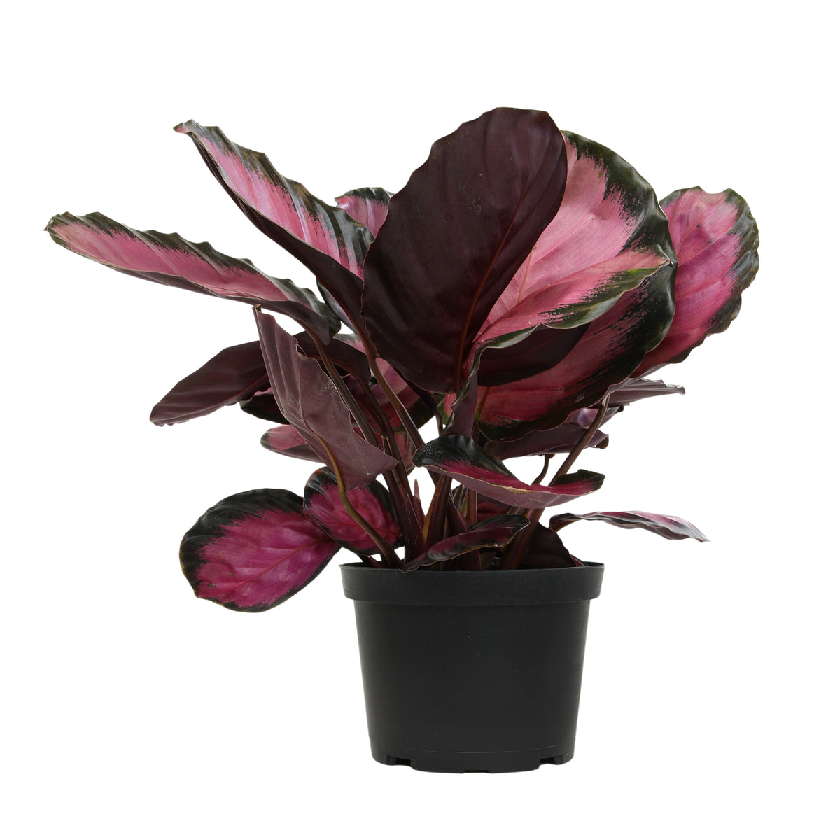 Purple Calathea in Pot – Unique Decorative Houseplant for Home