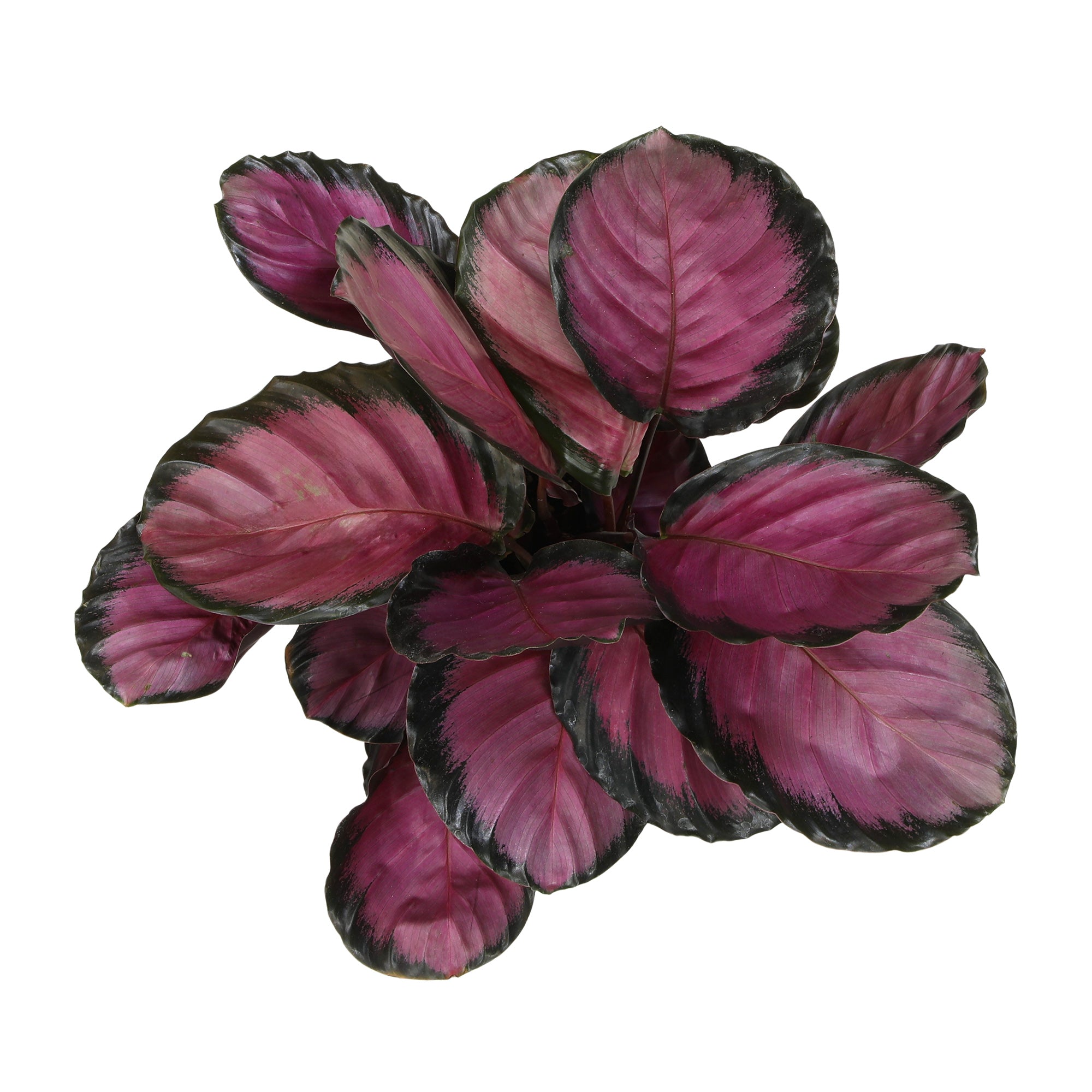 Purple Rose Painted Calathea: Pet Safe Plants for Plant Lovers - (6” Pot) – Purple Calathea Roseopicta - Non Toxic Plants for Cats & Dogs – Unique Live Indoor Plants
