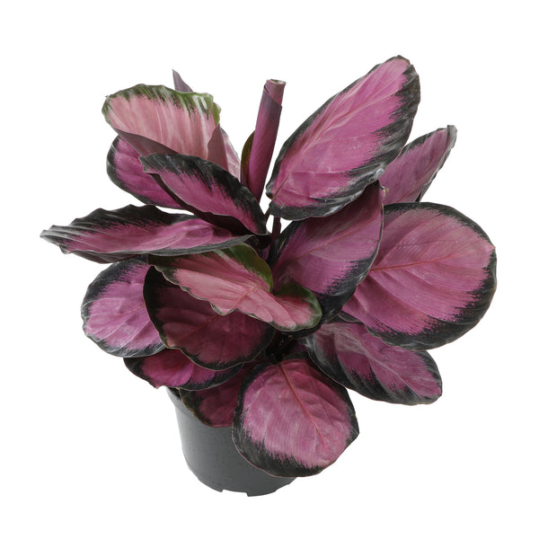 Purple Rose Painted Calathea: Pet Safe Plants for Plant Lovers - (6” P –  Altman Plants