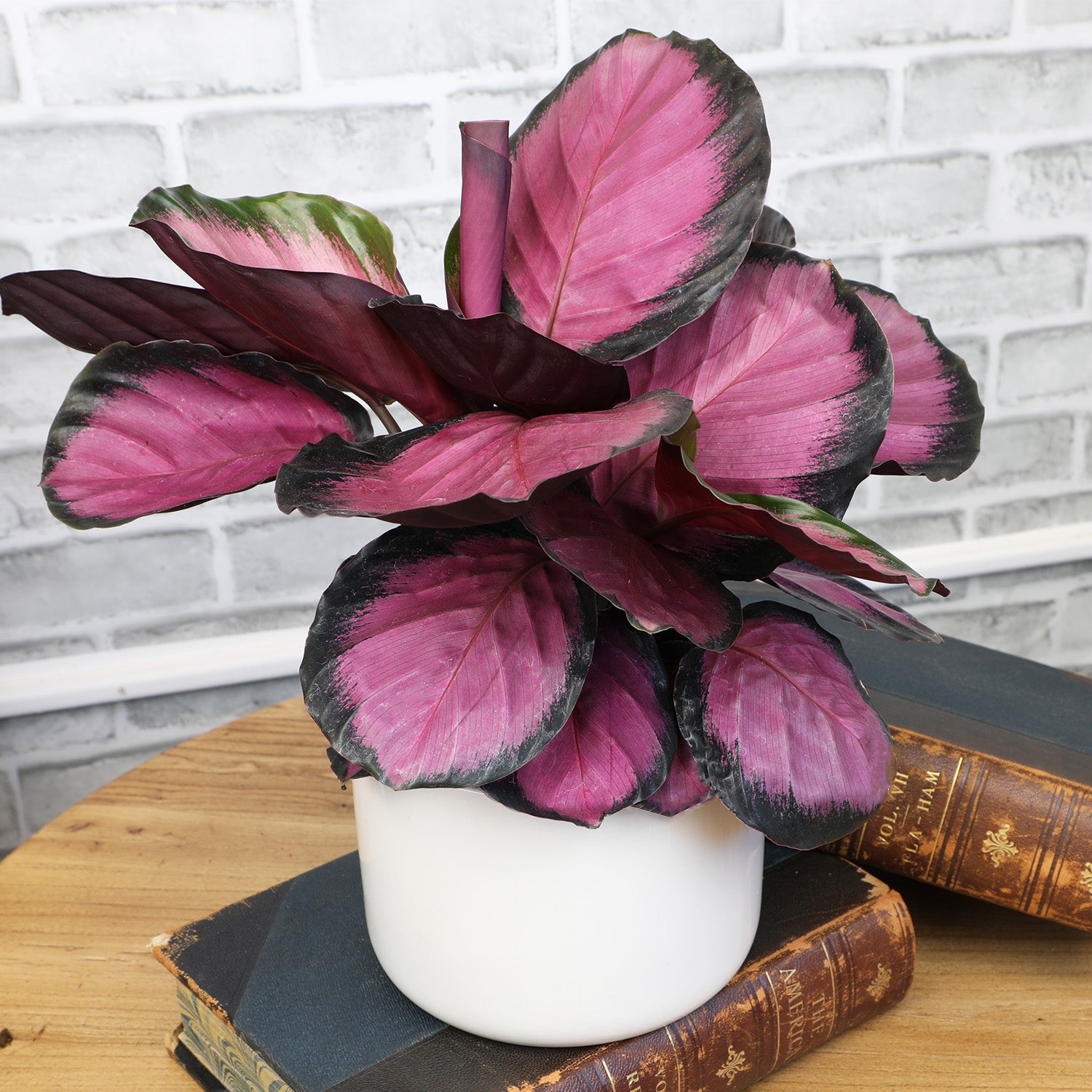 Purple Rose Painted Calathea: Pet Safe Plants for Plant Lovers - (6” Pot) – Purple Calathea Roseopicta - Non Toxic Plants for Cats & Dogs – Unique Live Indoor Plants
