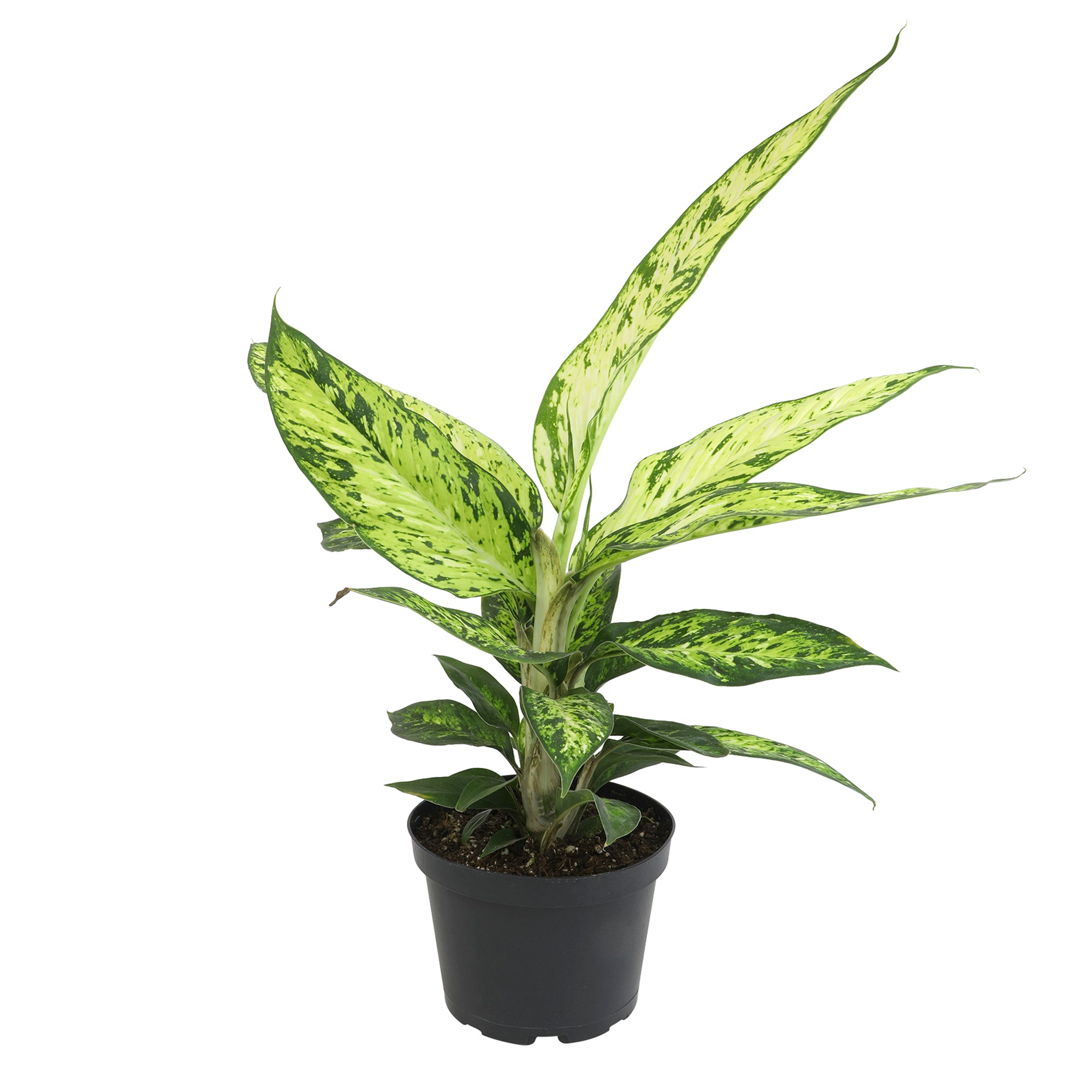 Rare Star Bright Dumb Cane: Unique Variegated Plant - Live Indoor Plant for Plant Lovers - (6” Pot) - Dieffenbachia - Easy Plant Care - Low Maintenance House Plant for Home & Office