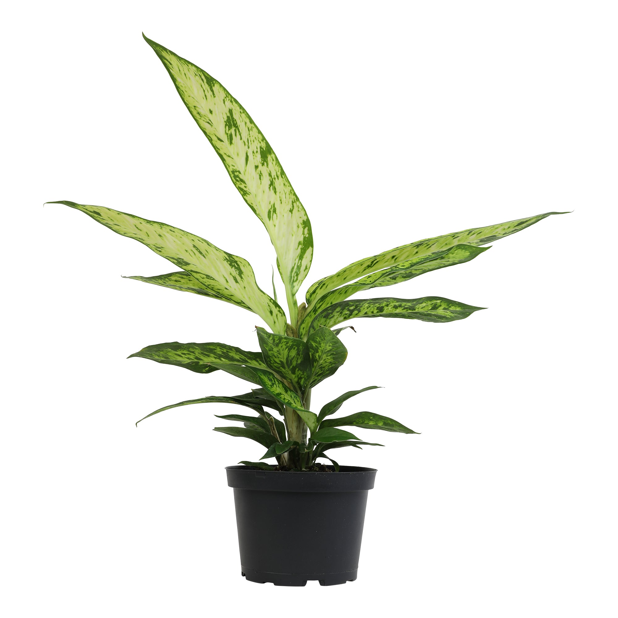 Rare Star Bright Dumb Cane: Unique Variegated Plant - Live Indoor Plant for Plant Lovers - (6” Pot) - Dieffenbachia - Easy Plant Care - Low Maintenance House Plant for Home & Office