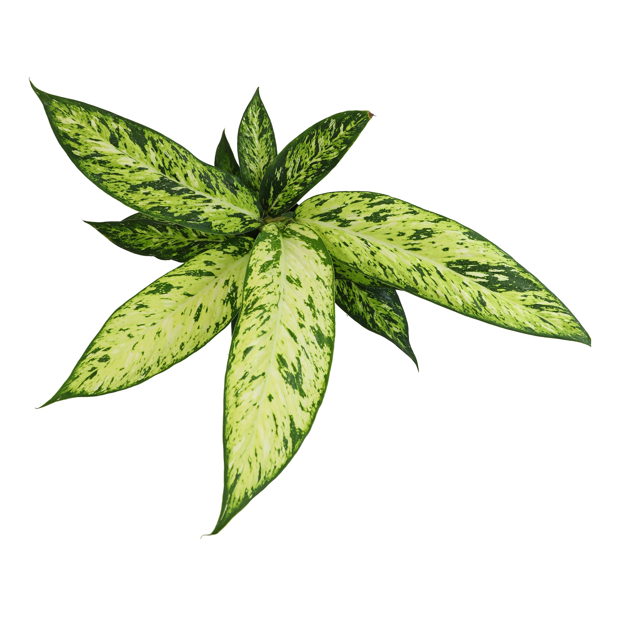 Rare Star Bright Dumb Cane: Unique Variegated Plant - Live Indoor Plant for Plant Lovers - (6” Pot) - Dieffenbachia - Easy Plant Care - Low Maintenance House Plant for Home & Office