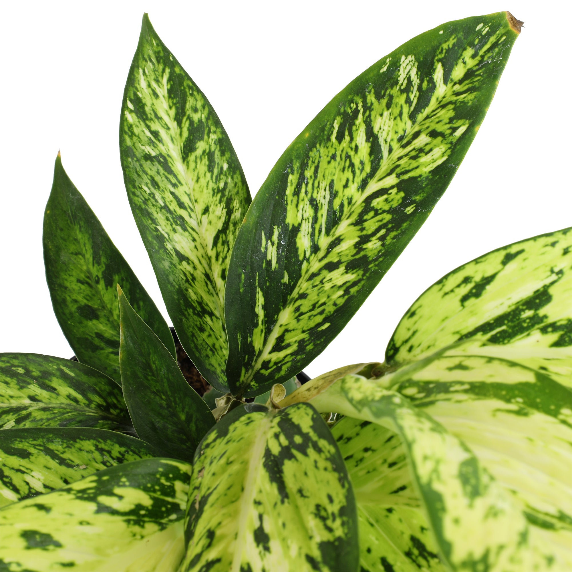 Rare Star Bright Dumb Cane: Unique Variegated Plant - Live Indoor Plant for Plant Lovers - (6” Pot) - Dieffenbachia - Easy Plant Care - Low Maintenance House Plant for Home & Office