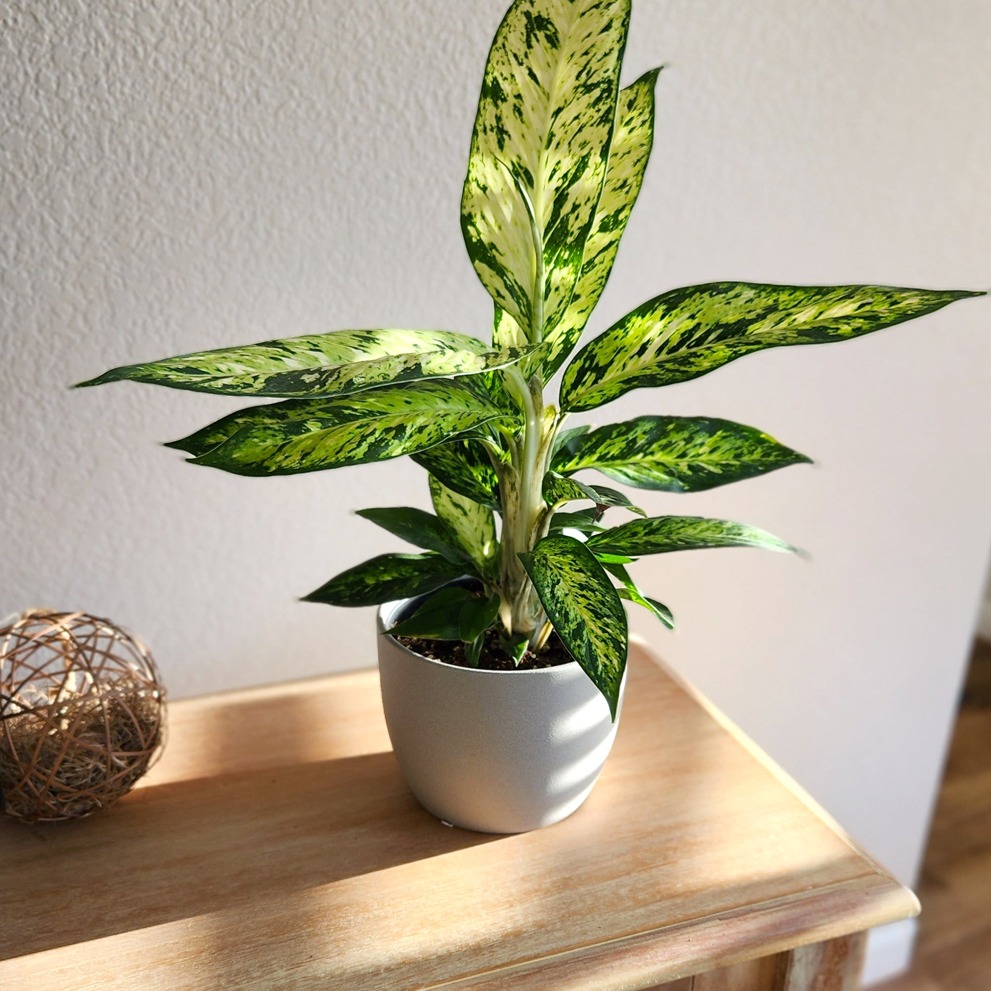 Rare Star Bright Dumb Cane: Unique Variegated Plant - Live Indoor Plant for Plant Lovers - (6” Pot) - Dieffenbachia - Easy Plant Care - Low Maintenance House Plant for Home & Office