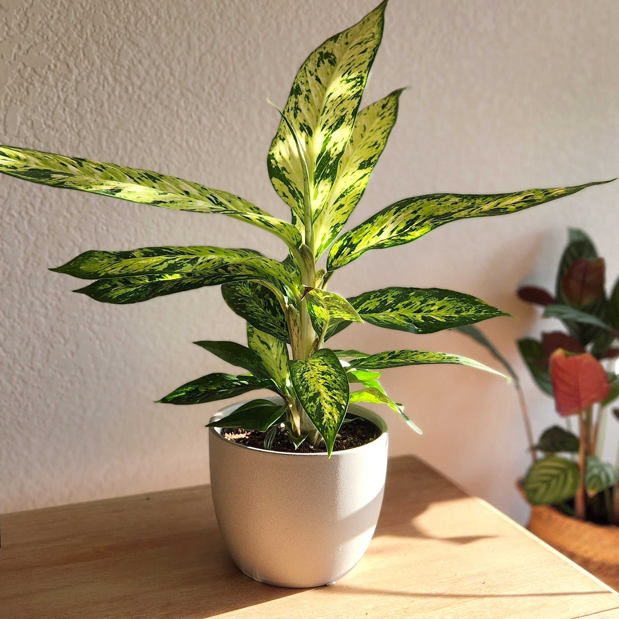Rare Star Bright Dumb Cane: Unique Variegated Plant - Live Indoor Plant for Plant Lovers - (6” Pot) - Dieffenbachia - Easy Plant Care - Low Maintenance House Plant for Home & Office