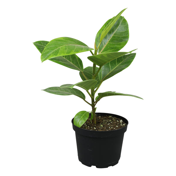 ficus altissima vs ficus elastica Variegated Ficus Altissima: Unique Rubber Tree - Live Indoor Plant for Plant Lovers - (6” Pot) – Easy Plant Care – Ficus Tree