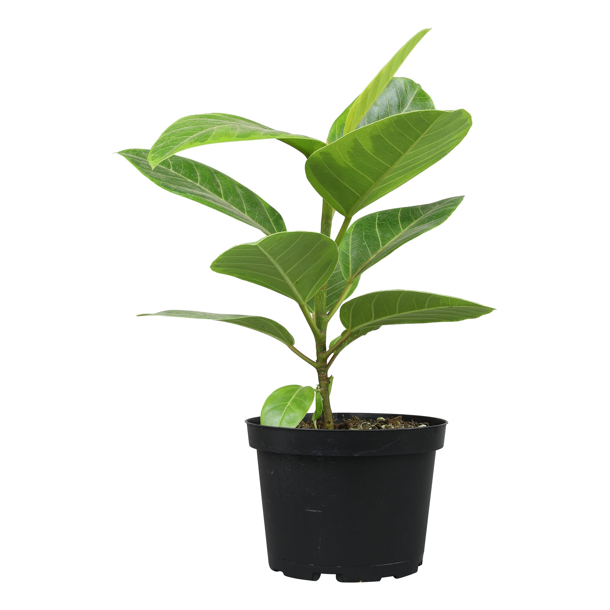 Variegated Ficus Altissima: Unique Rubber Tree - Live Indoor Plant for Plant Lovers - (6” Pot) – Easy Plant Care – Ficus Tree - Low Maintenance House Plant for Home & Office