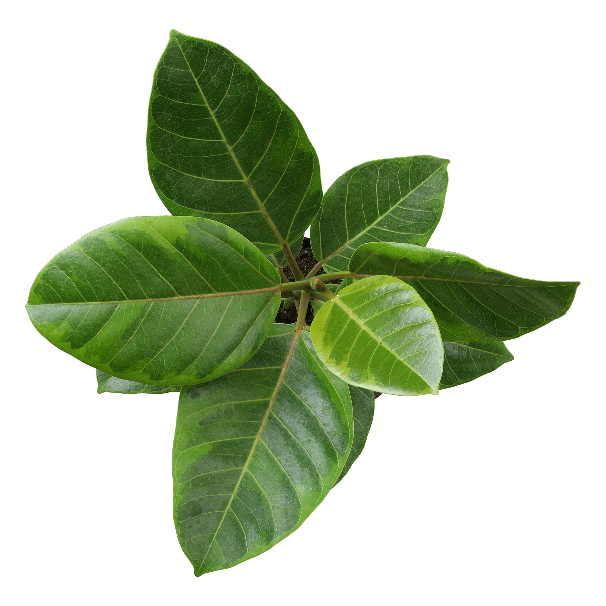 Variegated Ficus Altissima: Unique Rubber Tree - Live Indoor Plant for Plant Lovers - (6” Pot) – Easy Plant Care – Ficus Tree - Low Maintenance House Plant for Home & Office