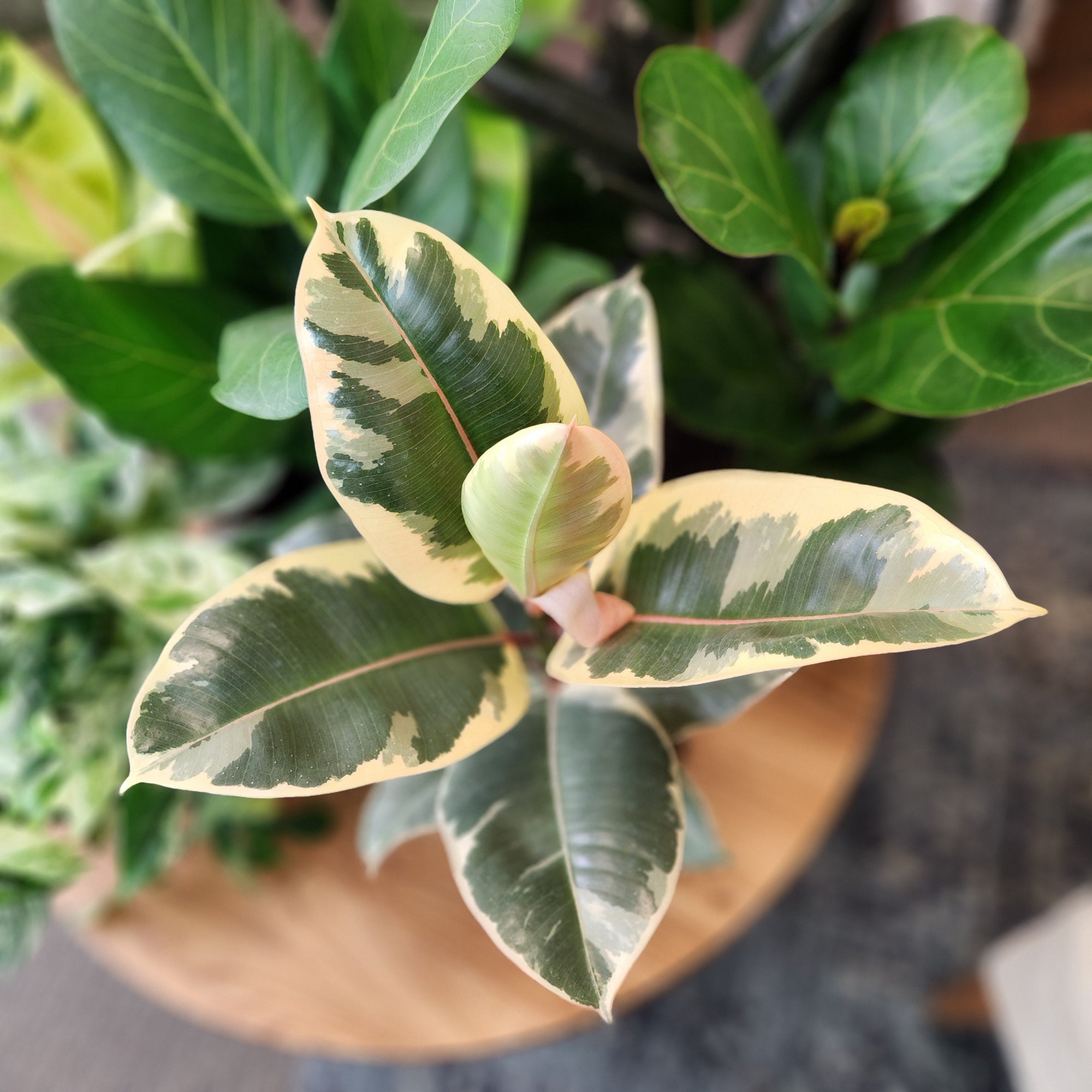 Variegated Ficus Tineke: Live Indoor Plant for Plant Lovers - Ficus Elastica - (6” Pot) – Easy Plant Care – Ficus Tree - Low Maintenance House Plant for Home & Office - Unique Plant Lover Gift